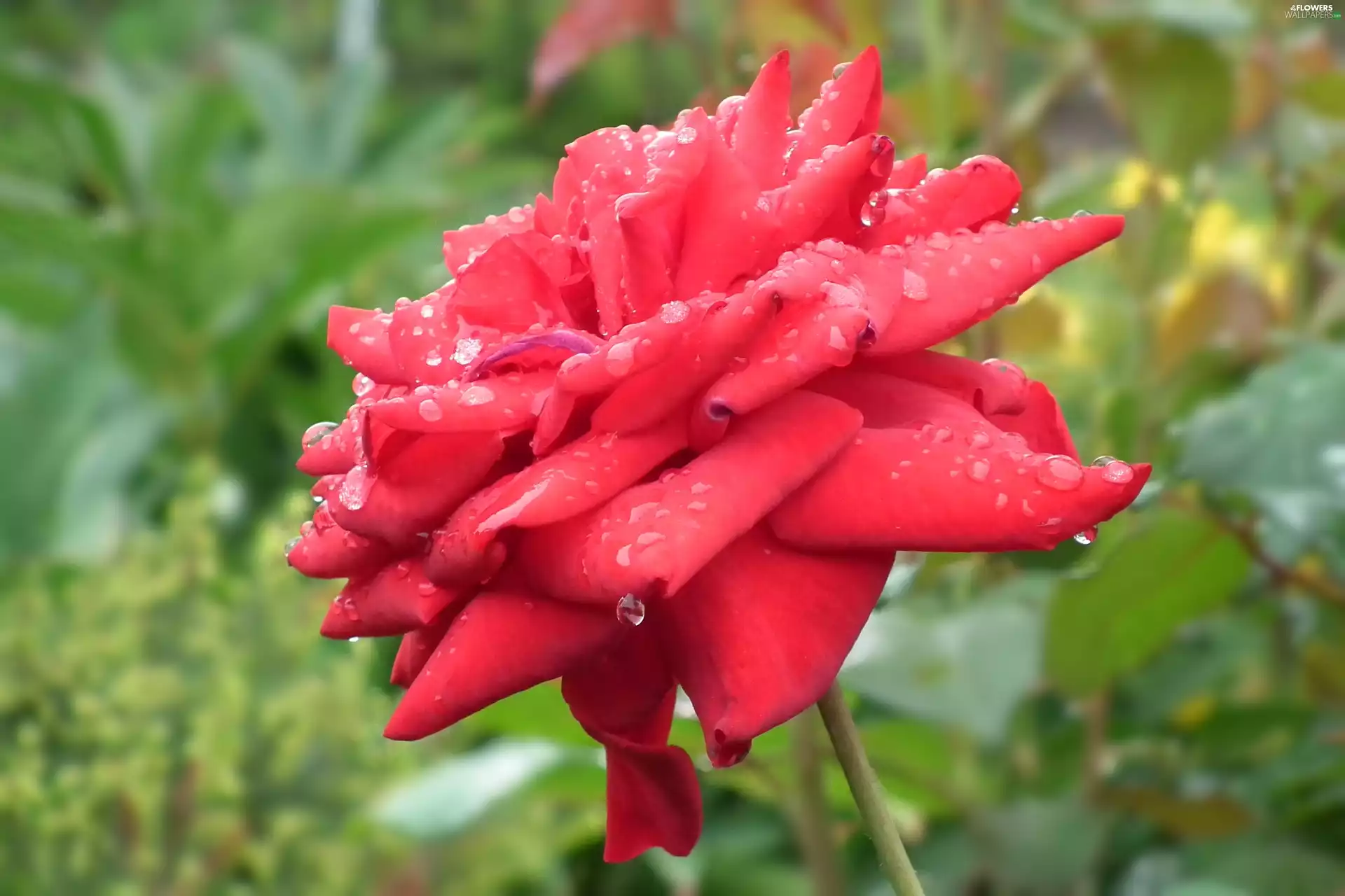 nature, rose, red hot, Colourfull Flowers