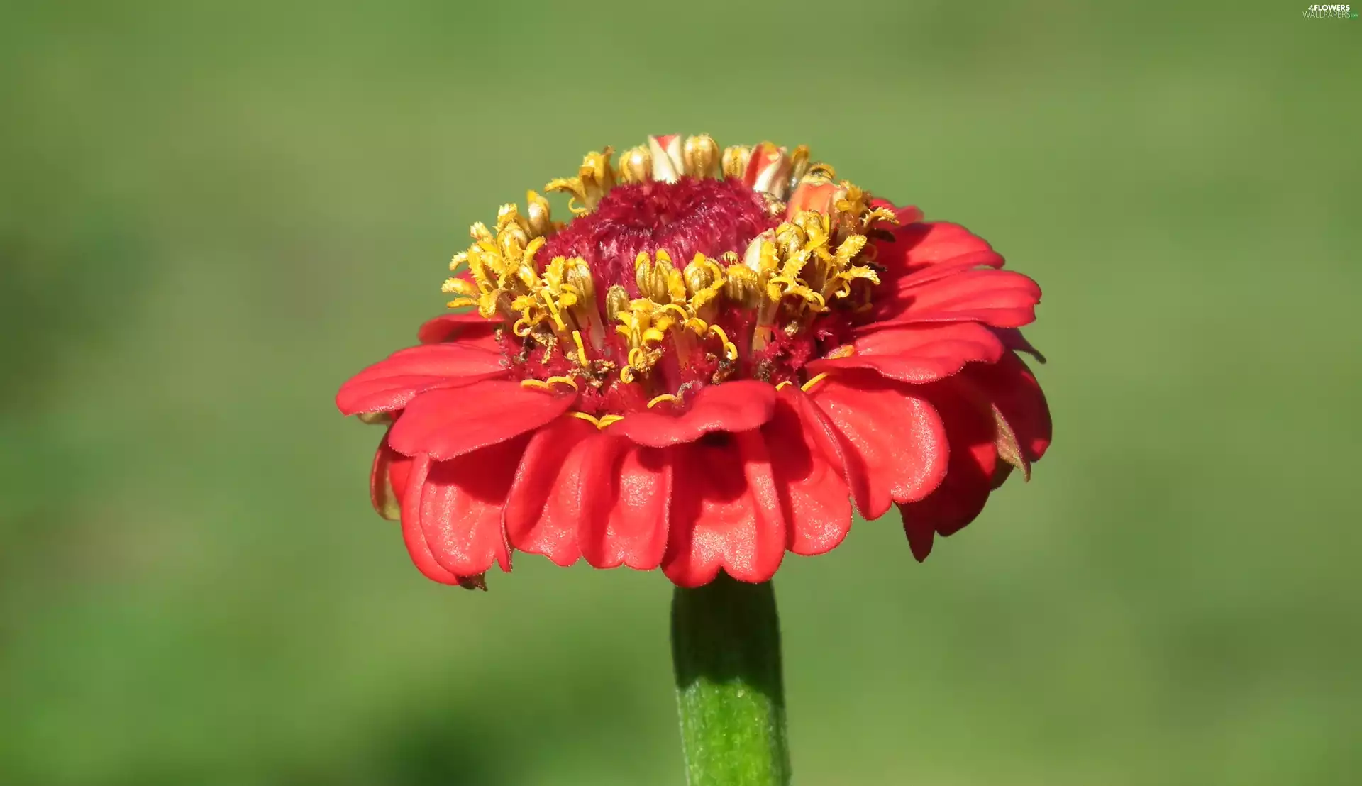 nature, zinnia, red hot, Colourfull Flowers