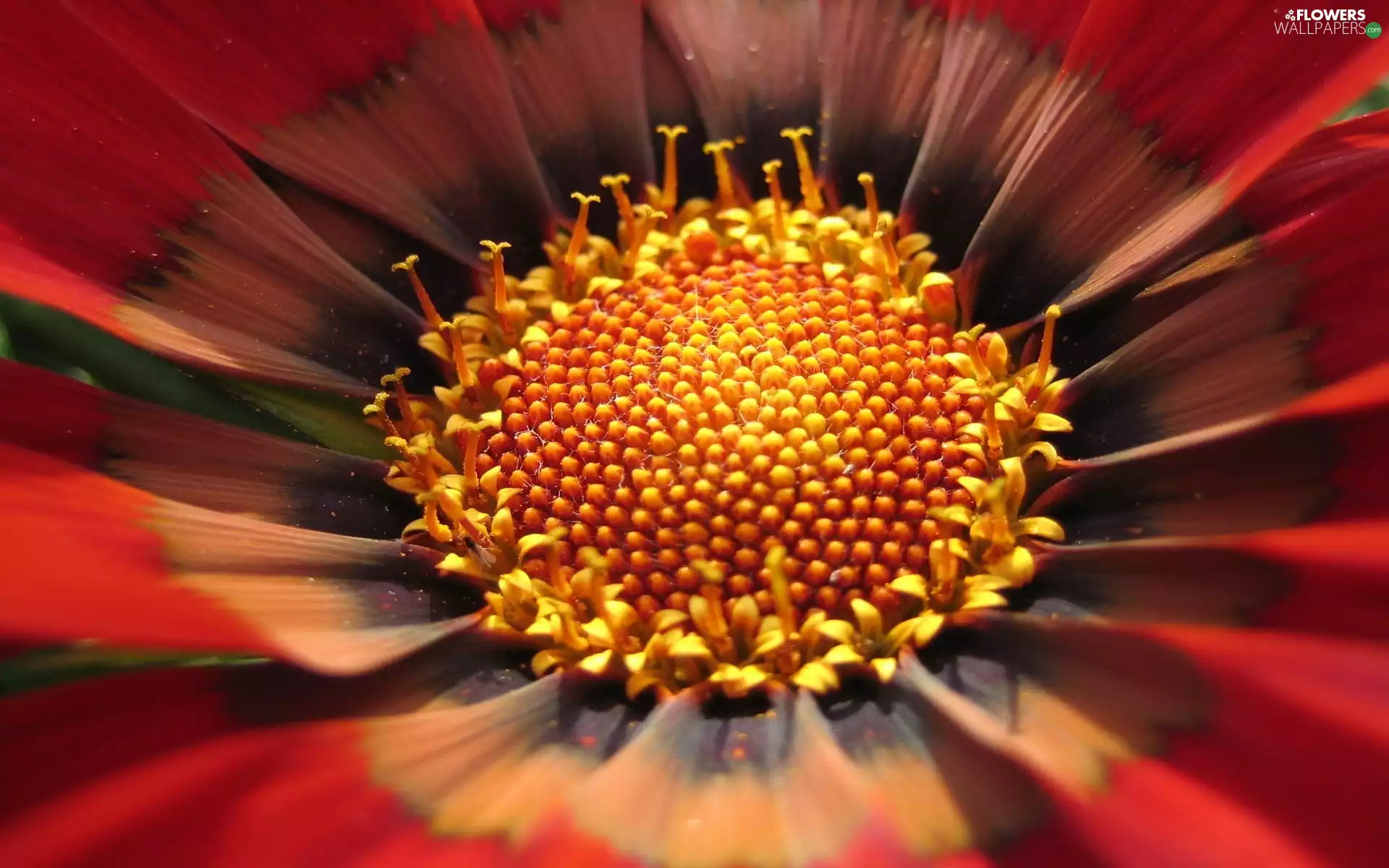 Gazania, Flower, red hot