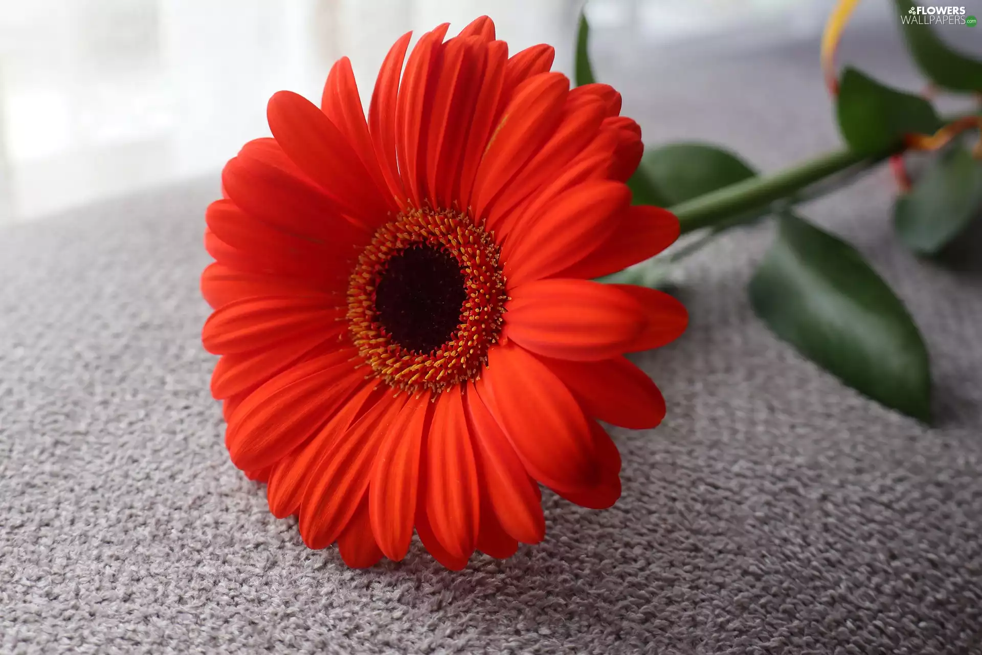 Colourfull Flowers, red hot, Leaf, Gerbera