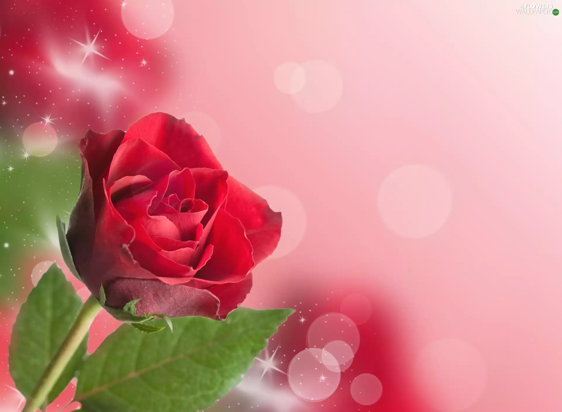 red hot, graphic, background, rose