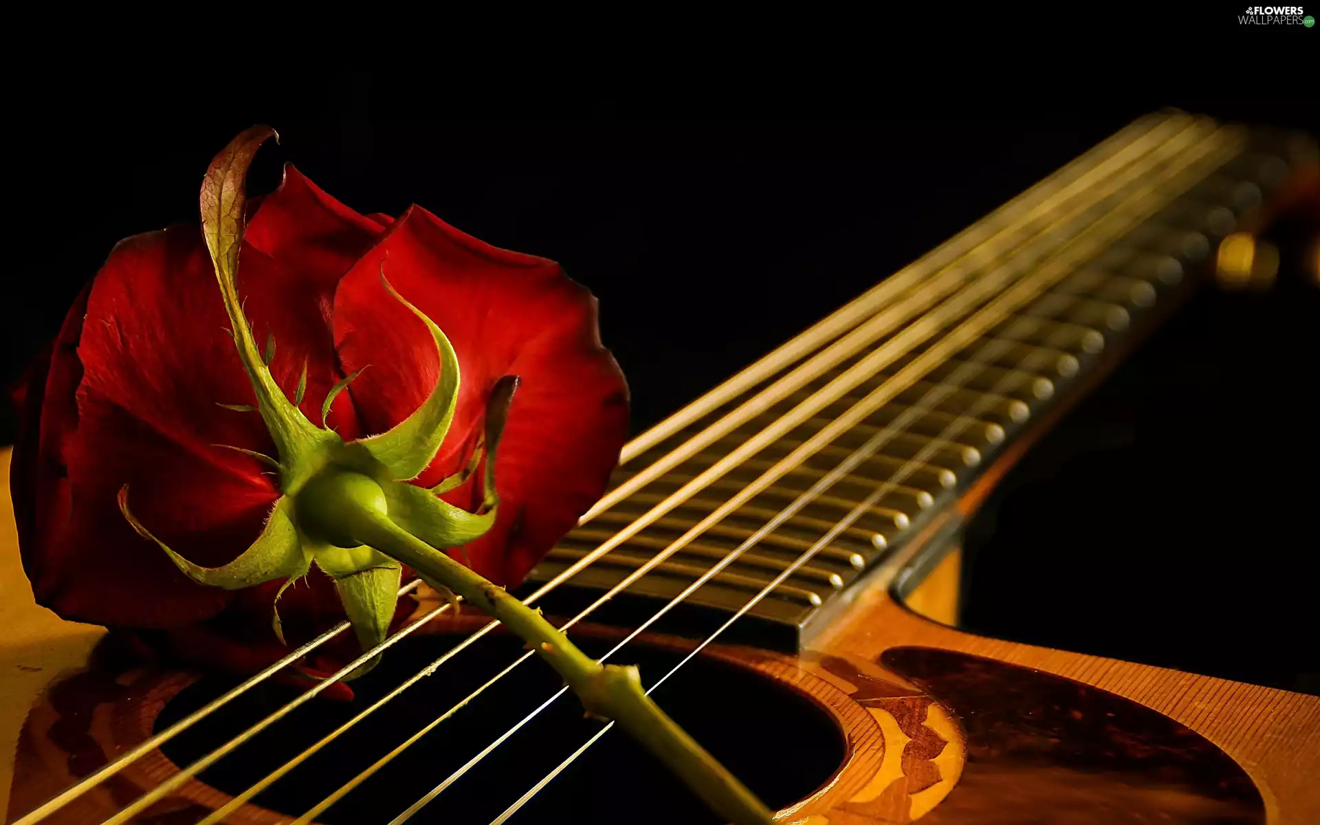 Black, background, red hot, rose, Guitar