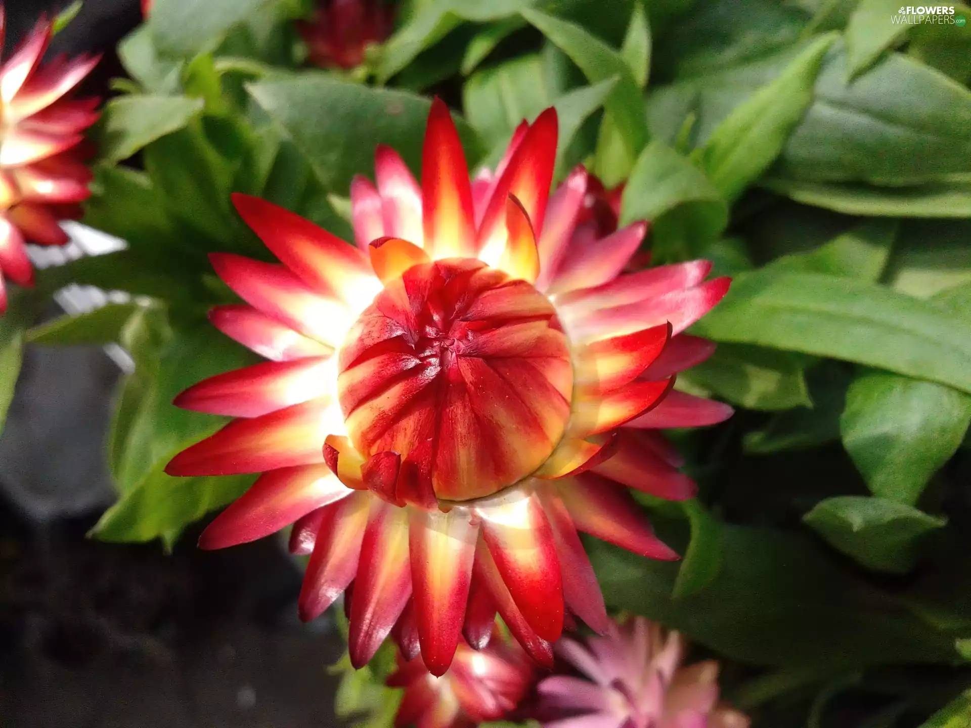 Kocanka garden, red hot