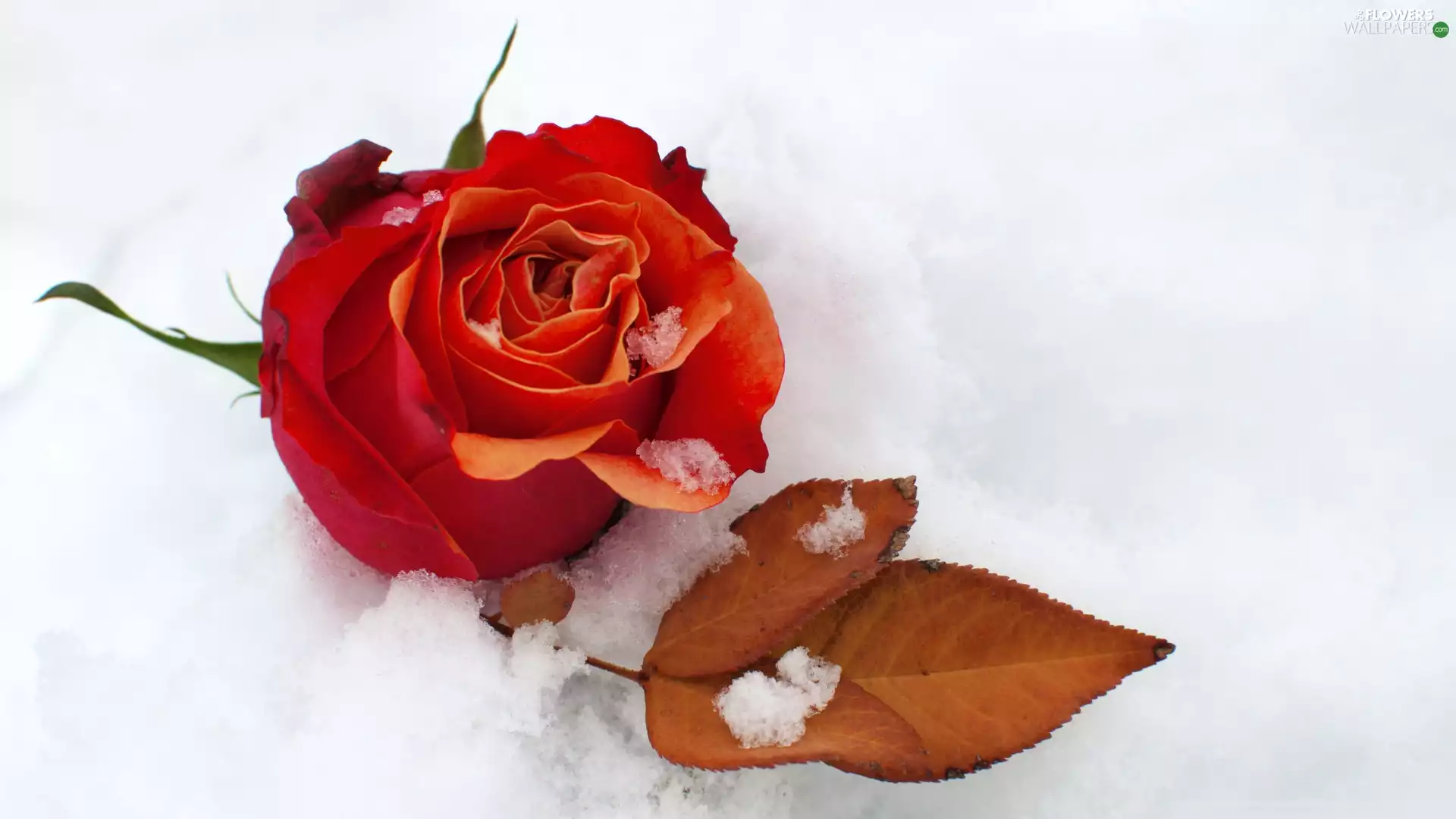 red hot, leaf, snow, rose