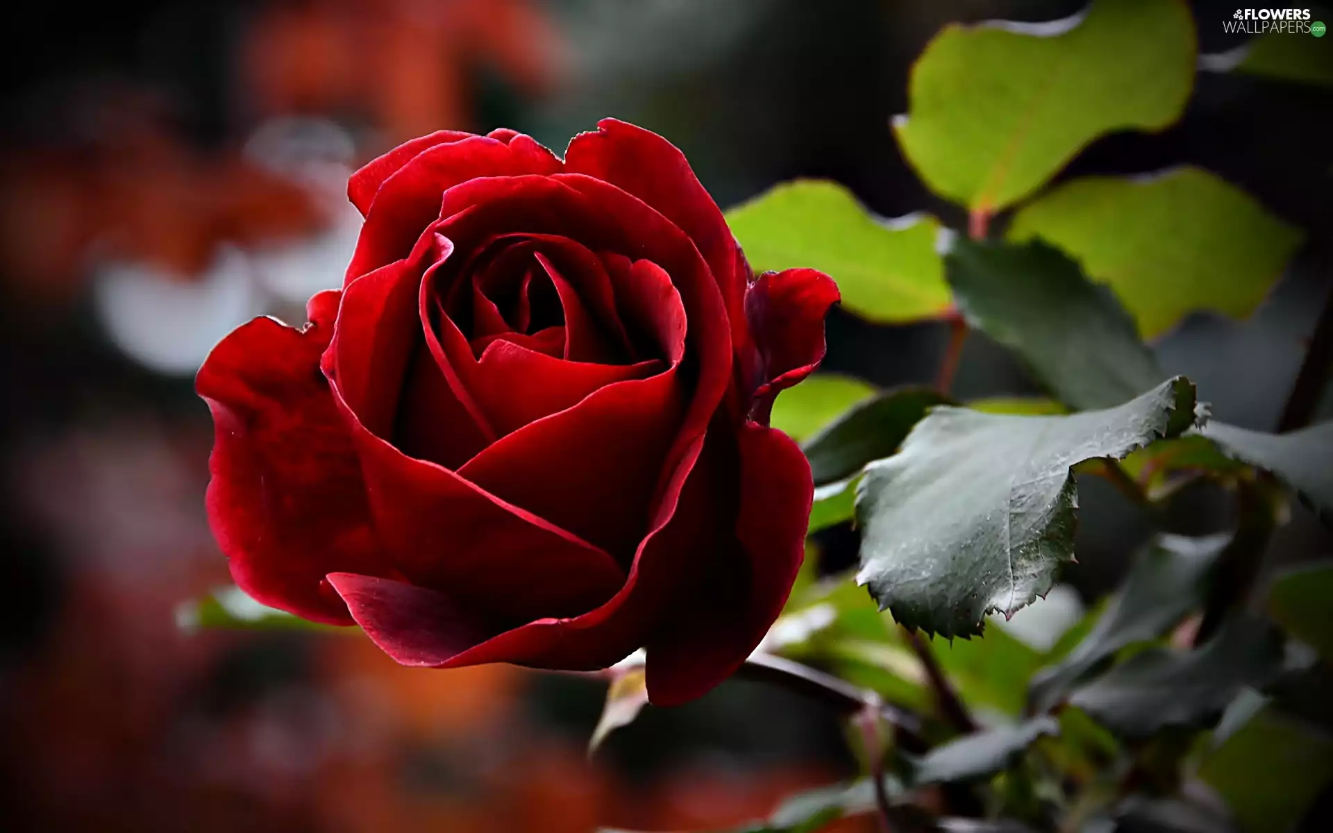 red hot, leaves, blur, rose