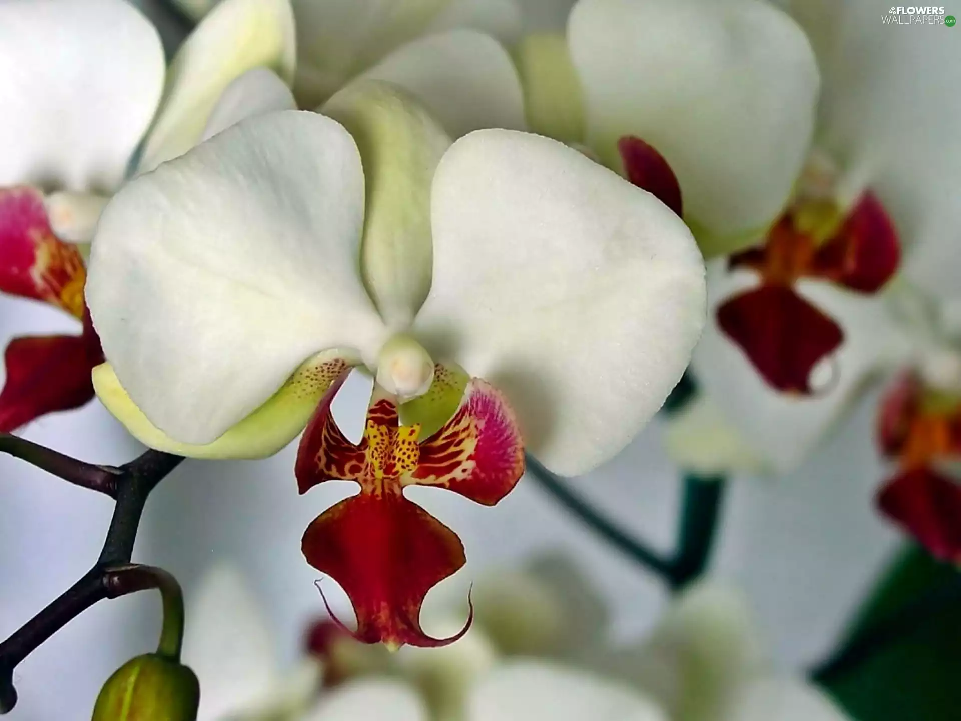 orchid, white, red hot