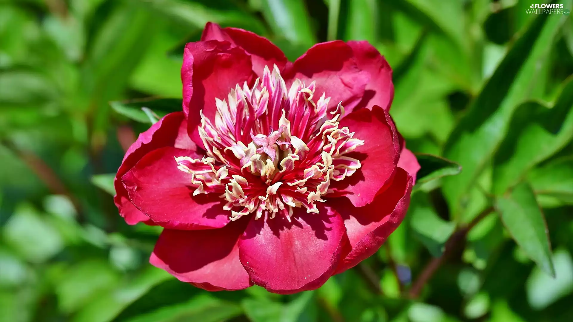 peony, Blooming, red hot