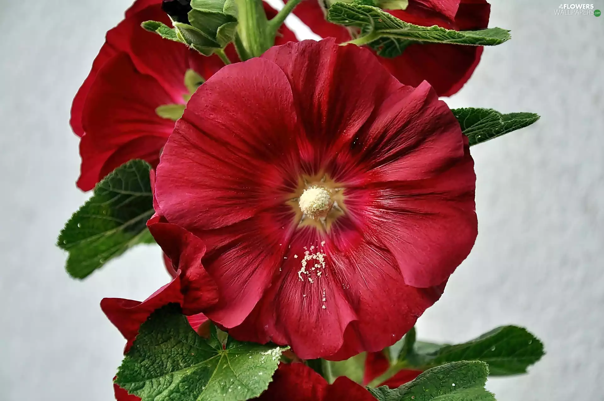 red hot, rapprochement, blur, mallow