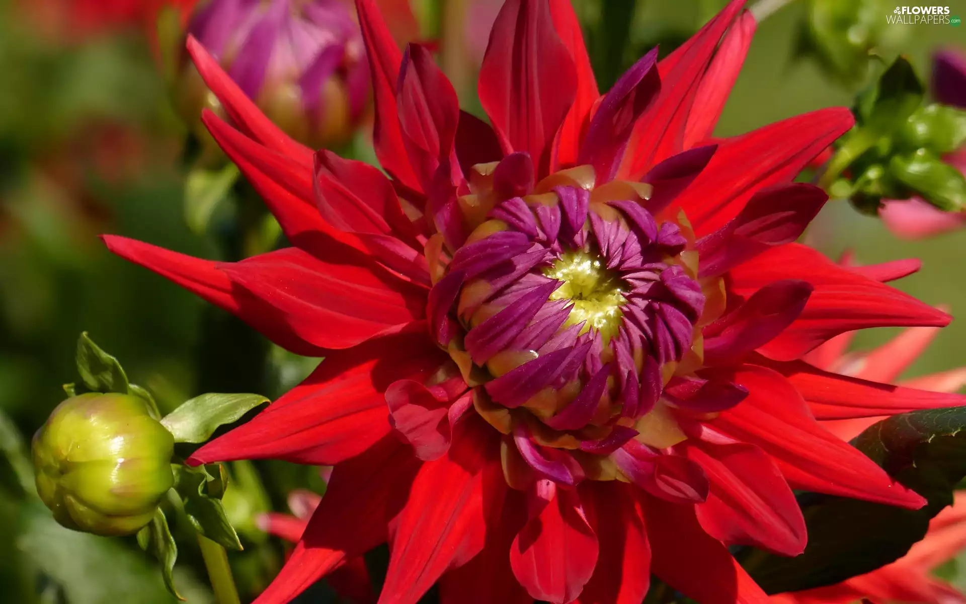 flakes, bud, red hot, Dalia, Colourfull Flowers