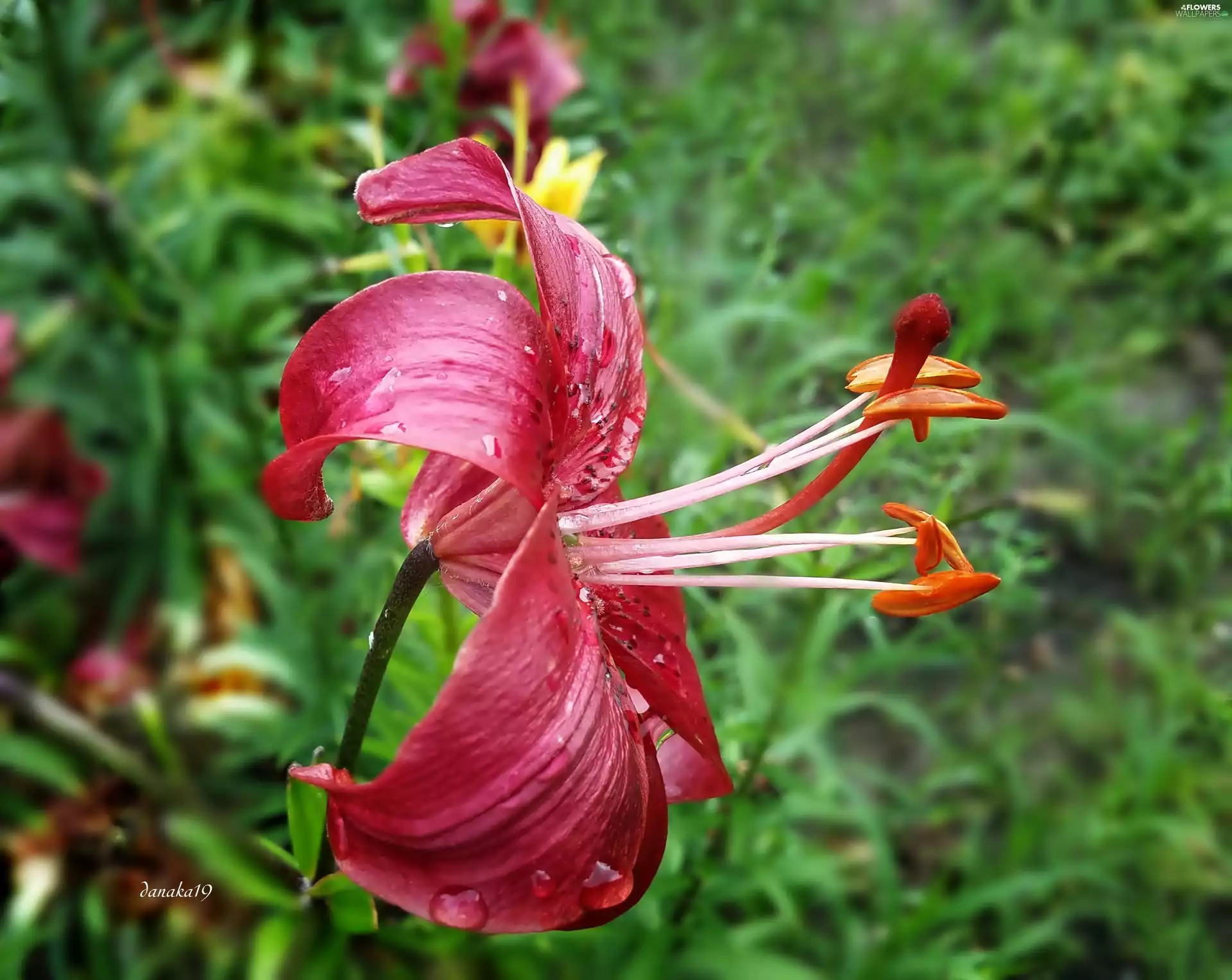 rods, Close, red hot, Lily, Colourfull Flowers