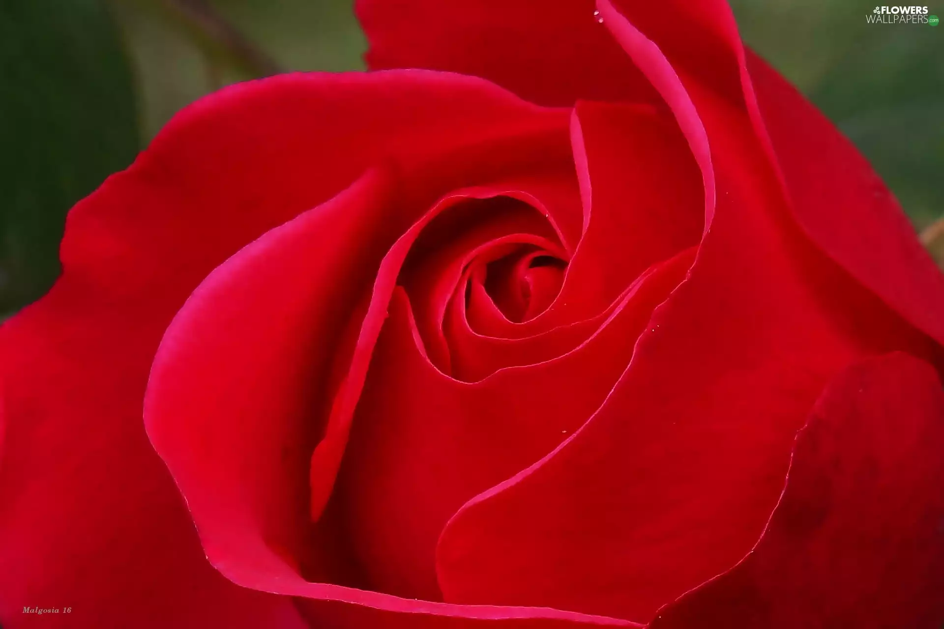 flakes, Close, red hot, rose, Colourfull Flowers