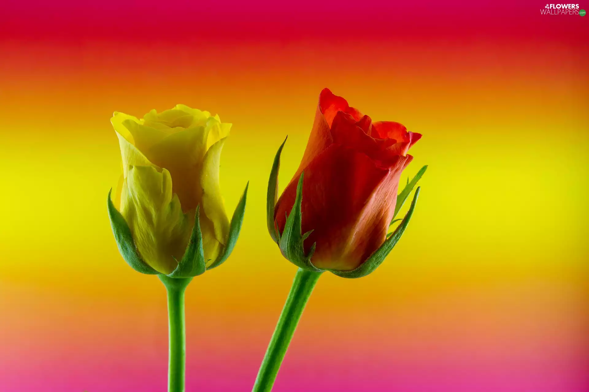 Two, roses, red hot, rose, Yellow Honda