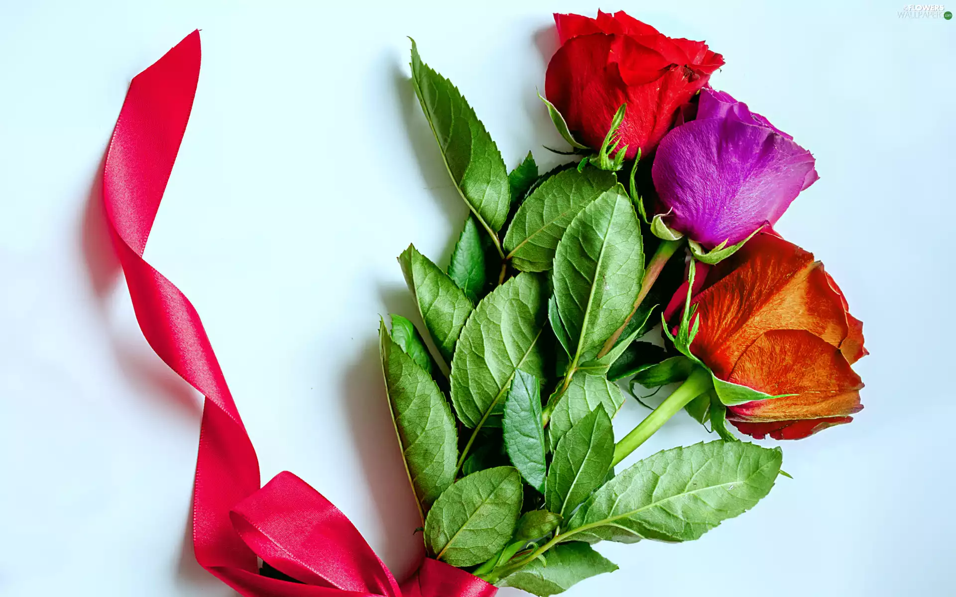 ribbon, roses, red hot