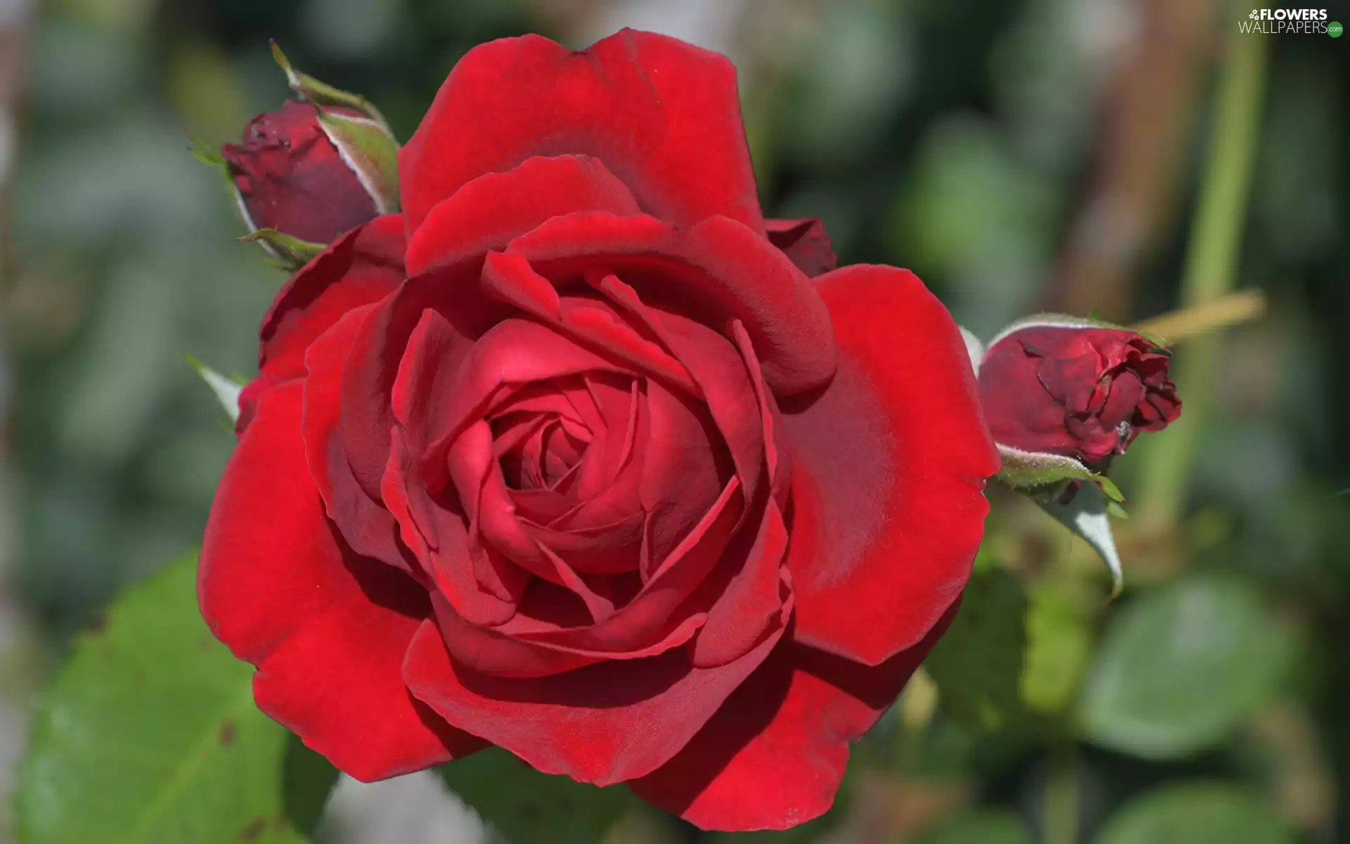 red hot, rose, Buds, bloom