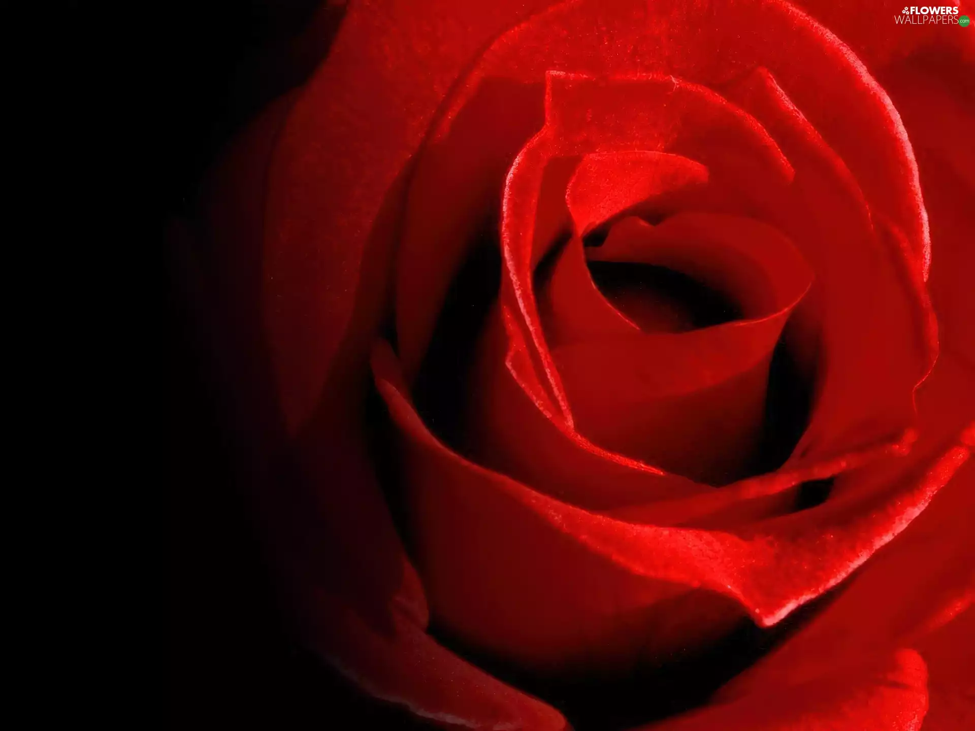 rose, blood, red hot