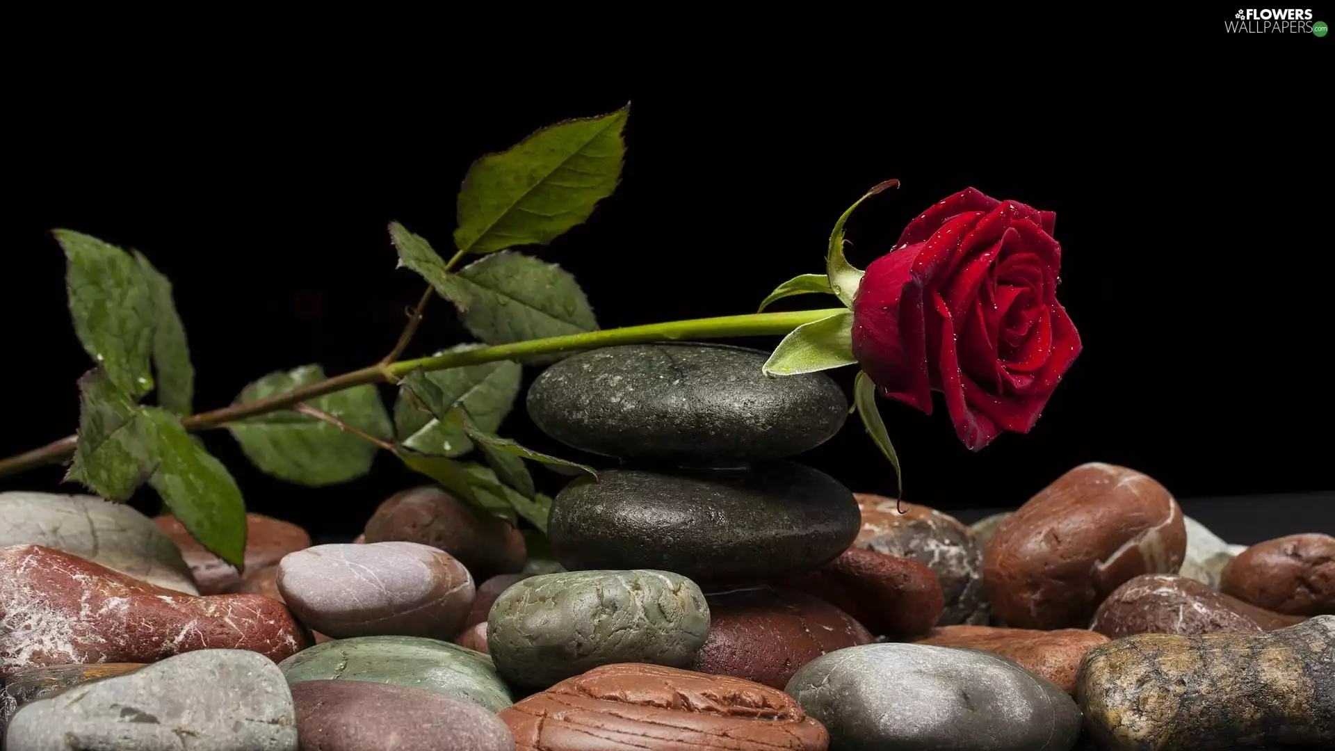 dark, background, red hot, Stones, rose