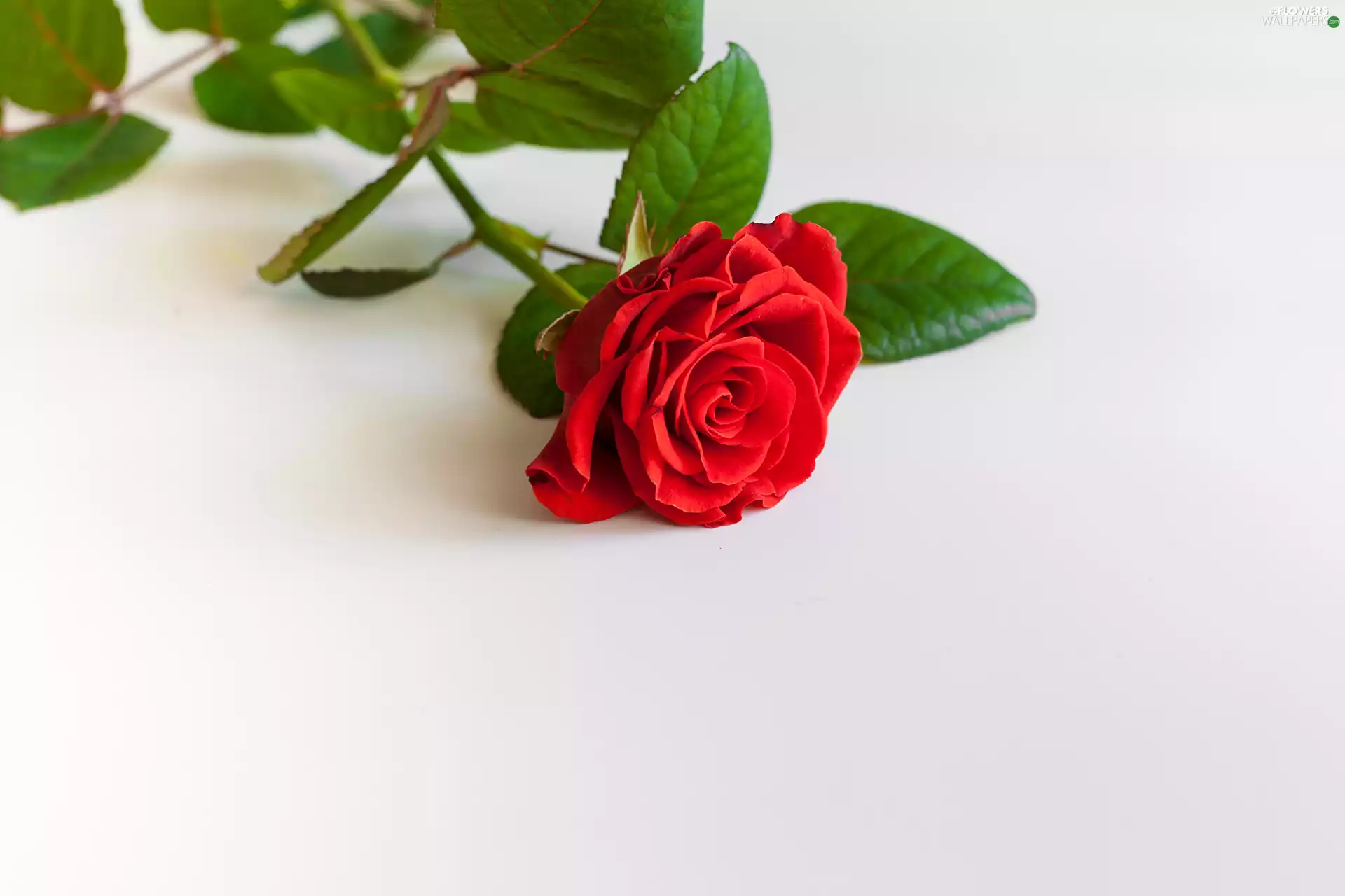 rose, developed, red hot