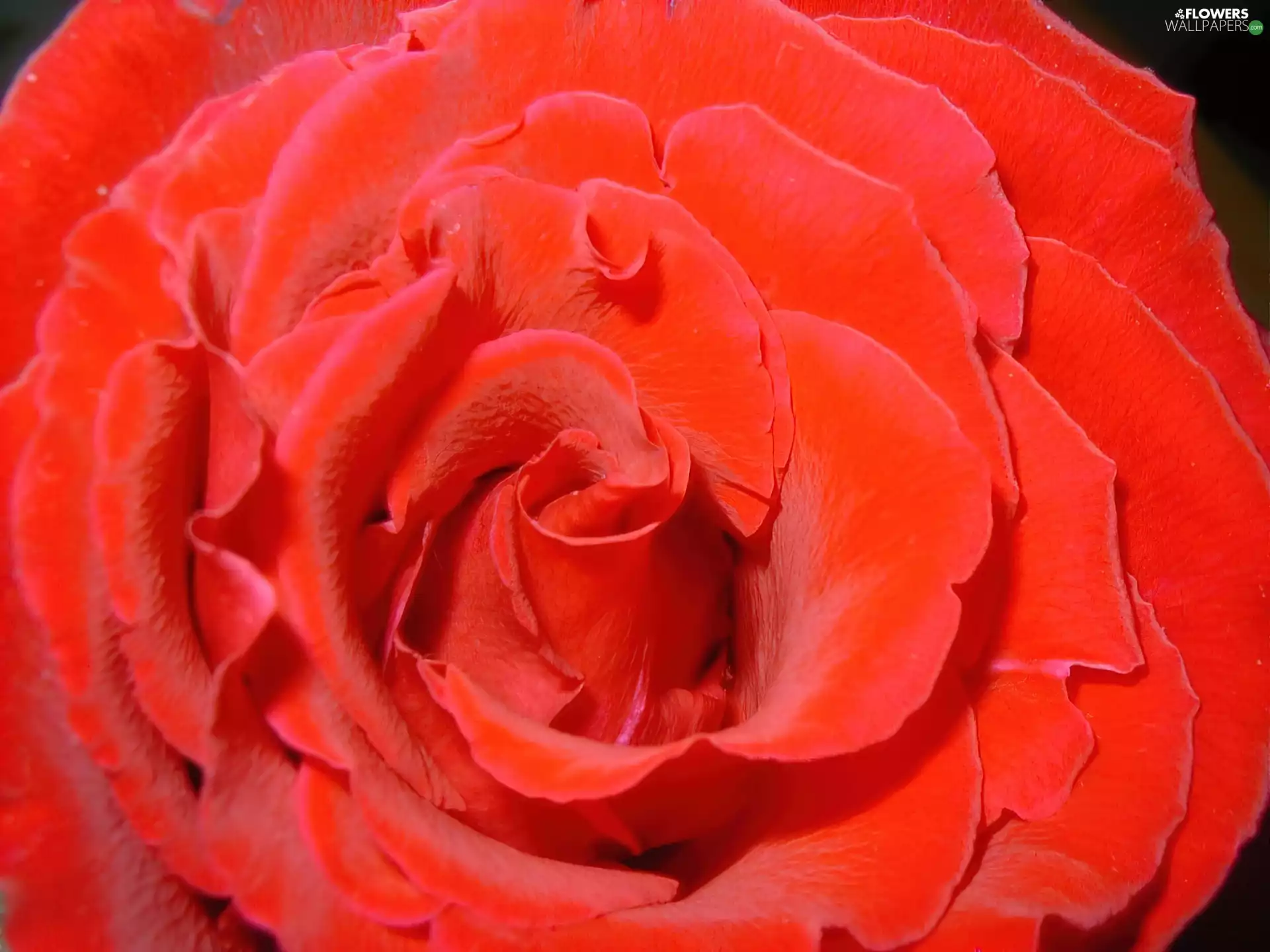 rose, developed, red hot