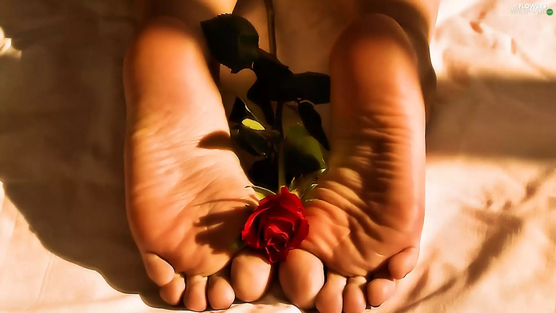 rose, Foot, red hot
