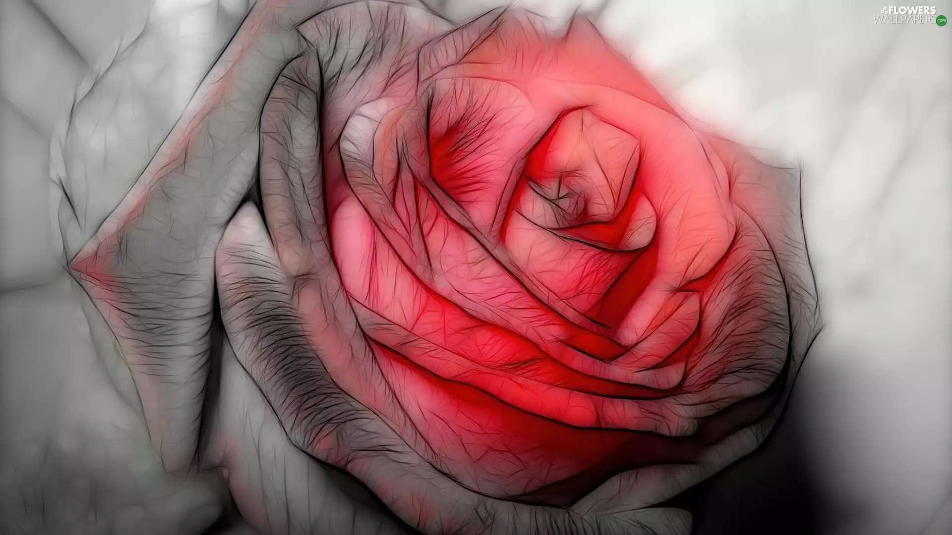 rose, graphics, red hot