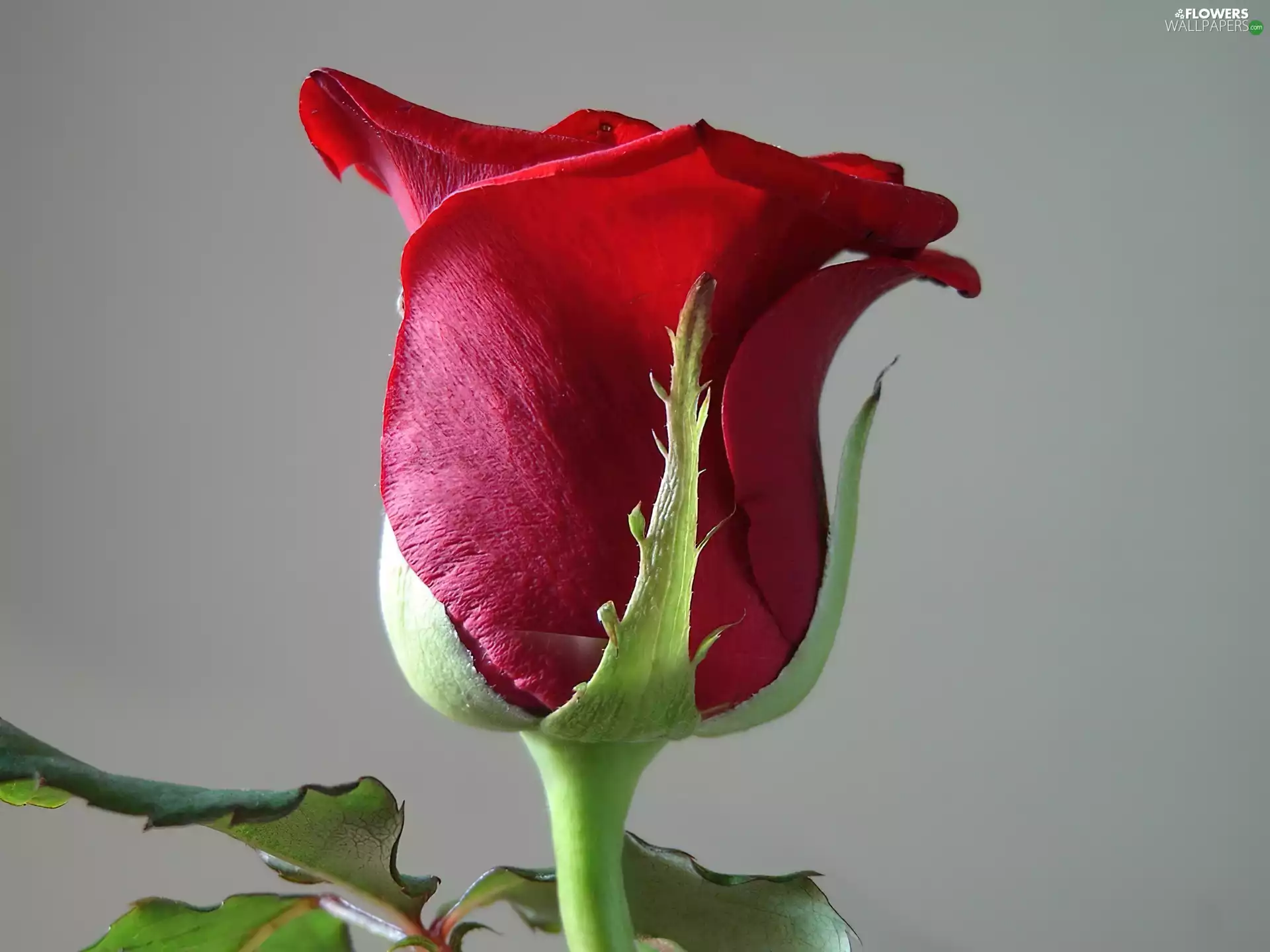 rose, Single, red hot