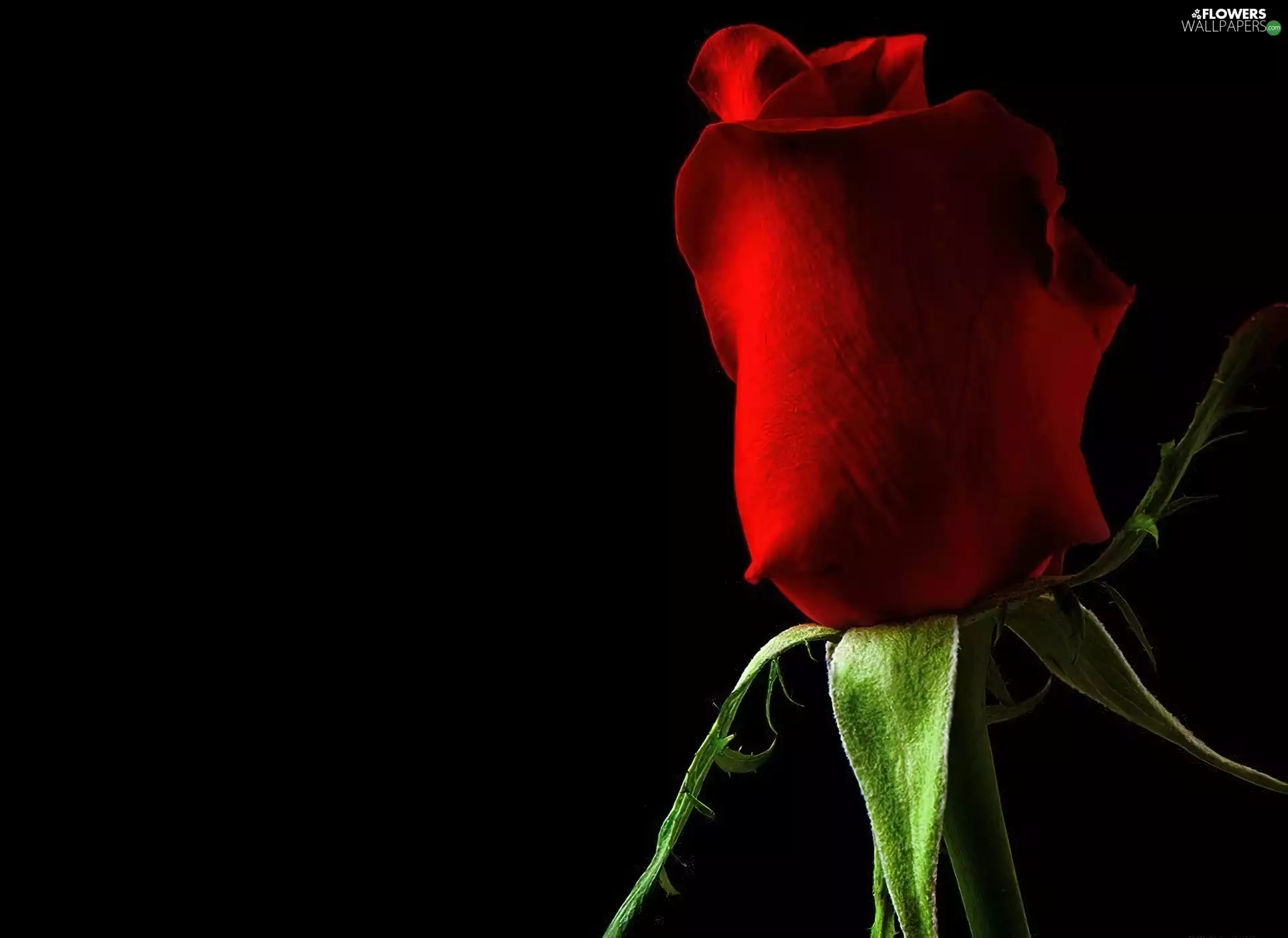 rose, Single, red hot