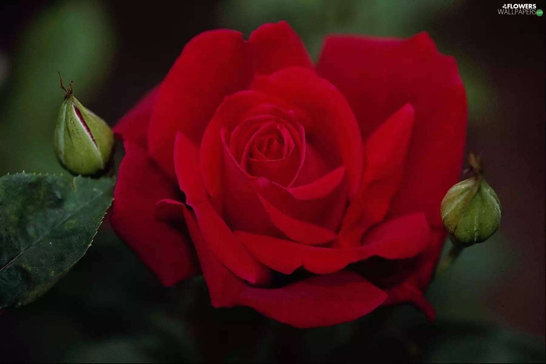 rose, velvet, red hot