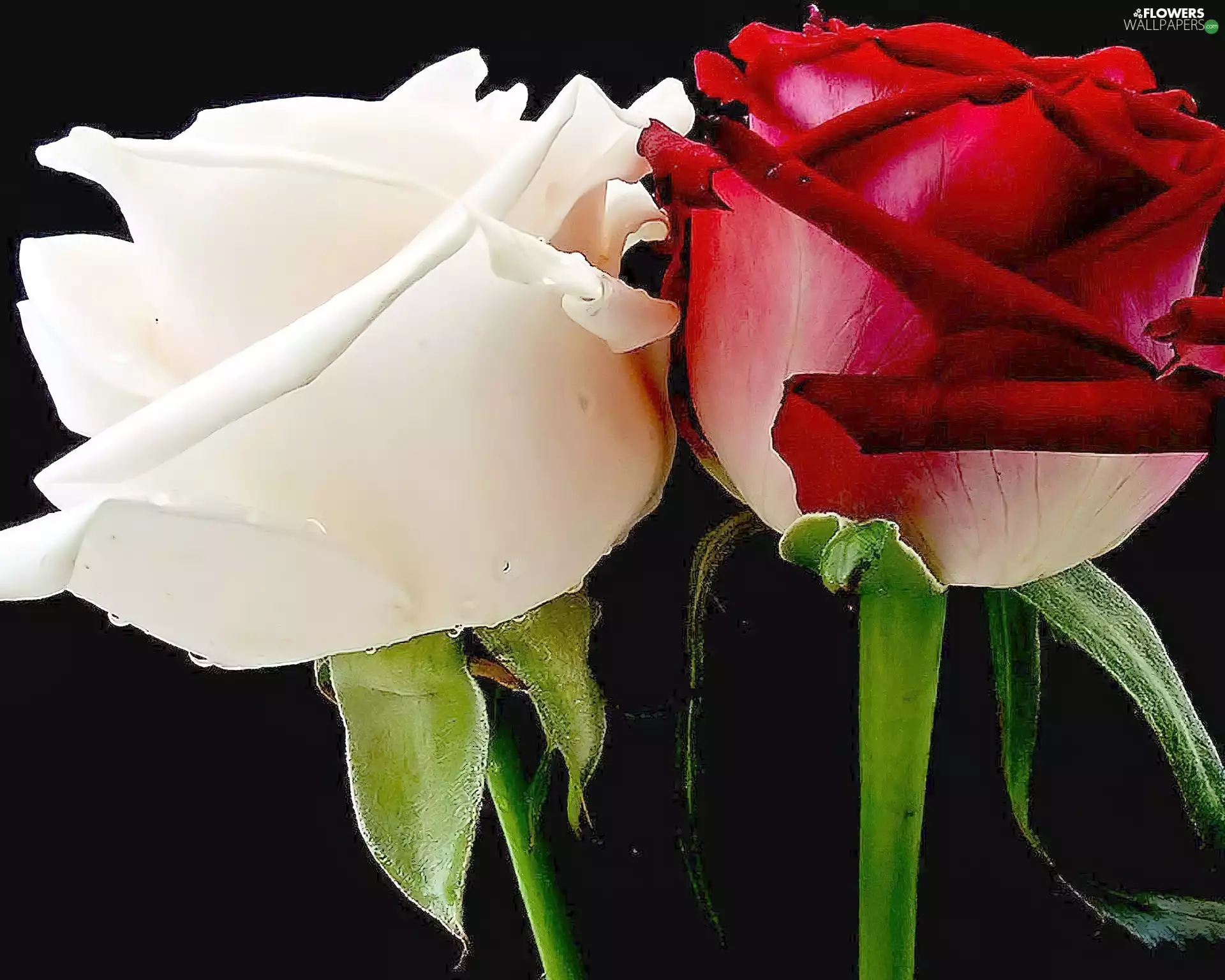 rose, White, red hot