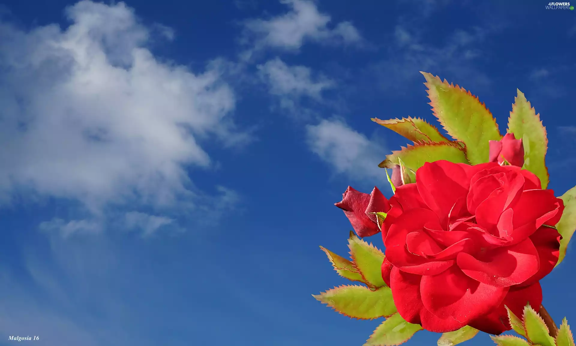 Buds, Leaf, red hot, rose, Sky