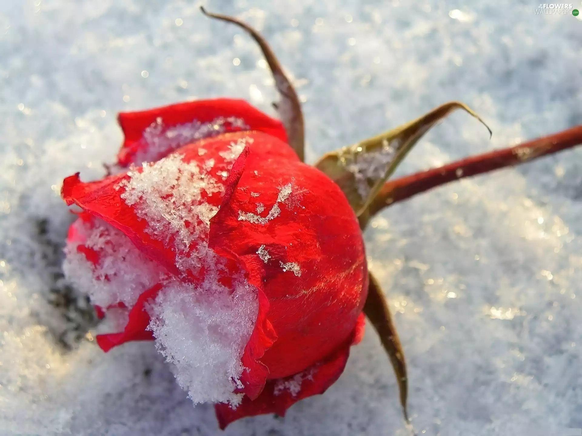 red hot, snow, ##, rose