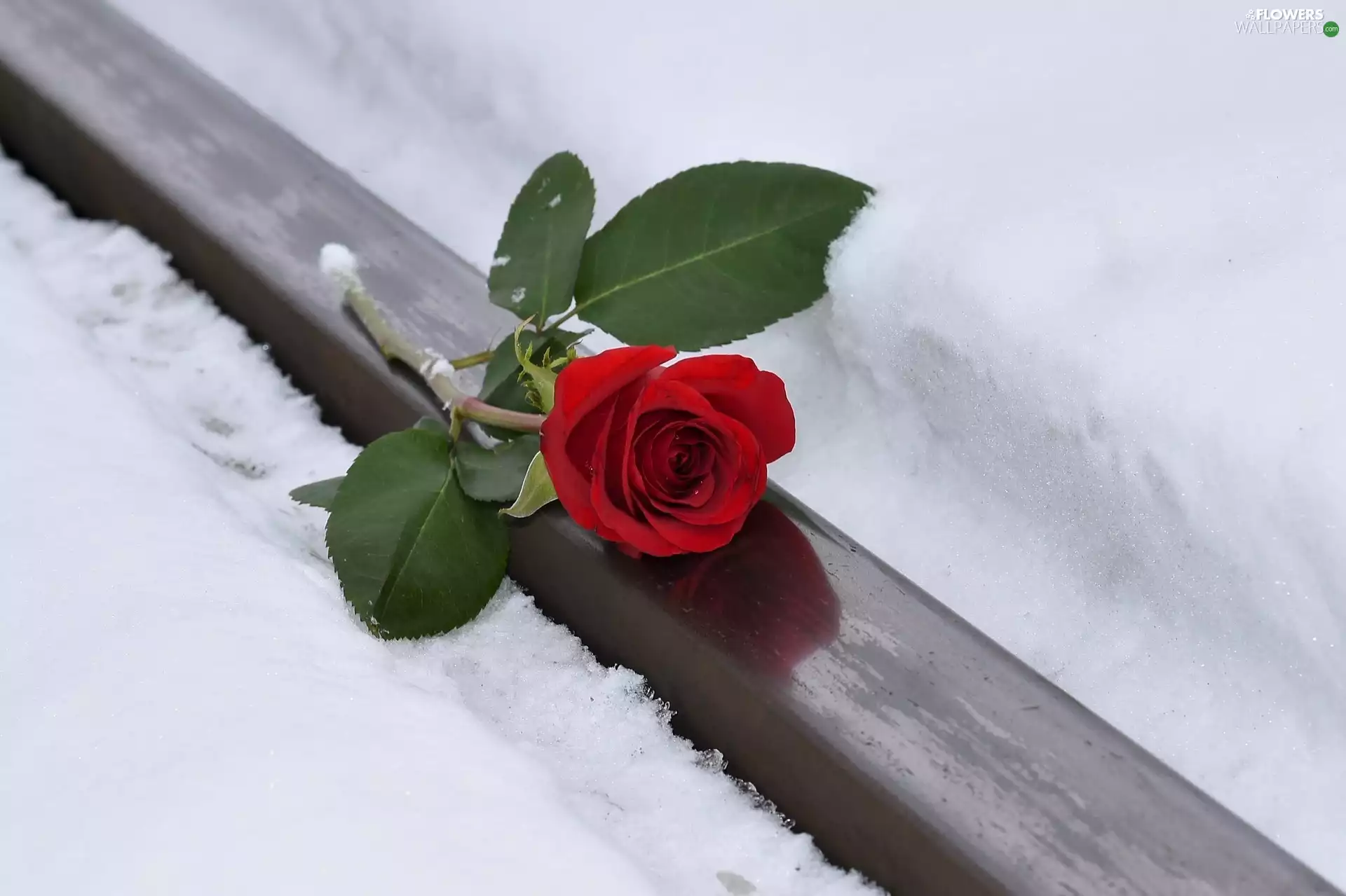 red hot, snow, rail, rose