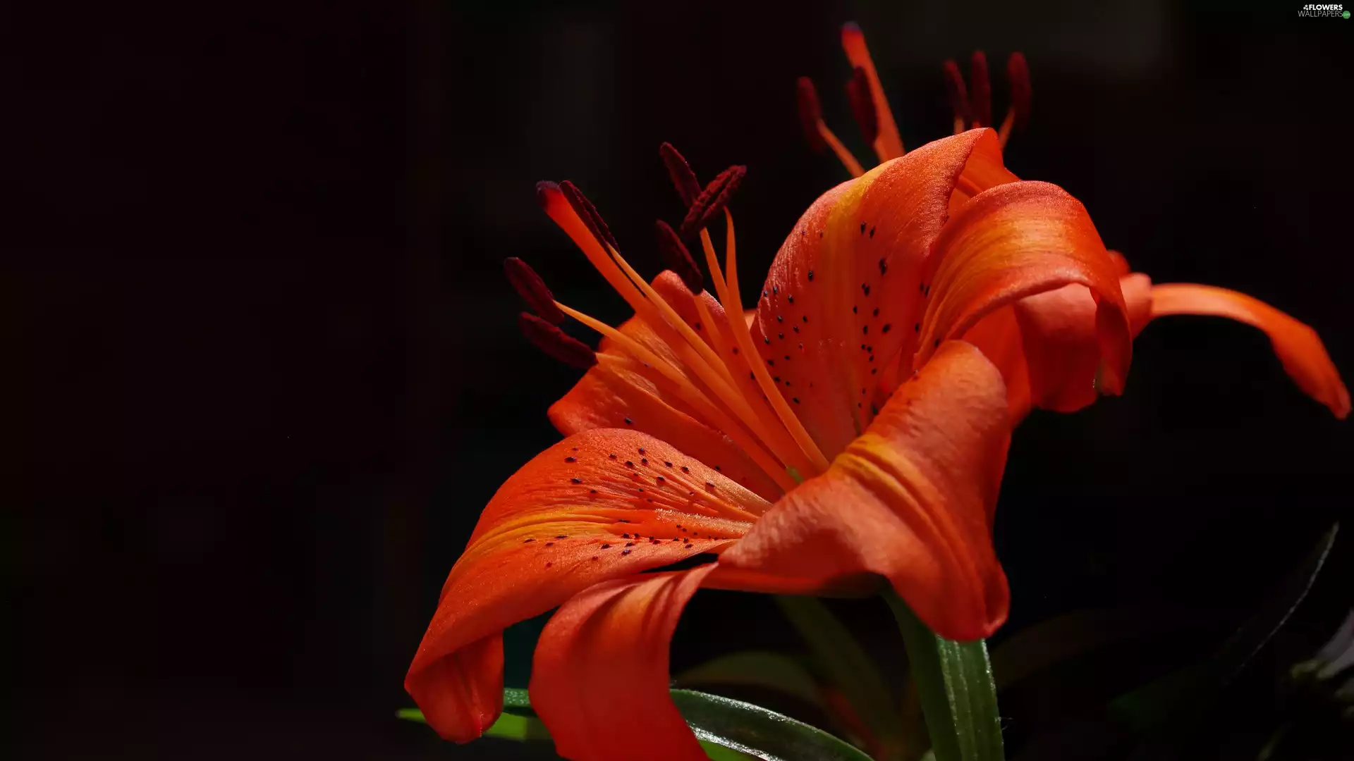 Tiger lily, red hot