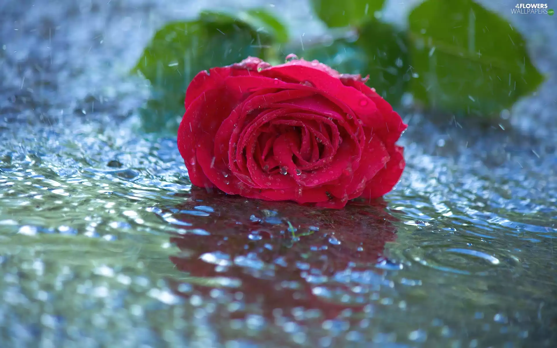 red hot, water, reflection, rose
