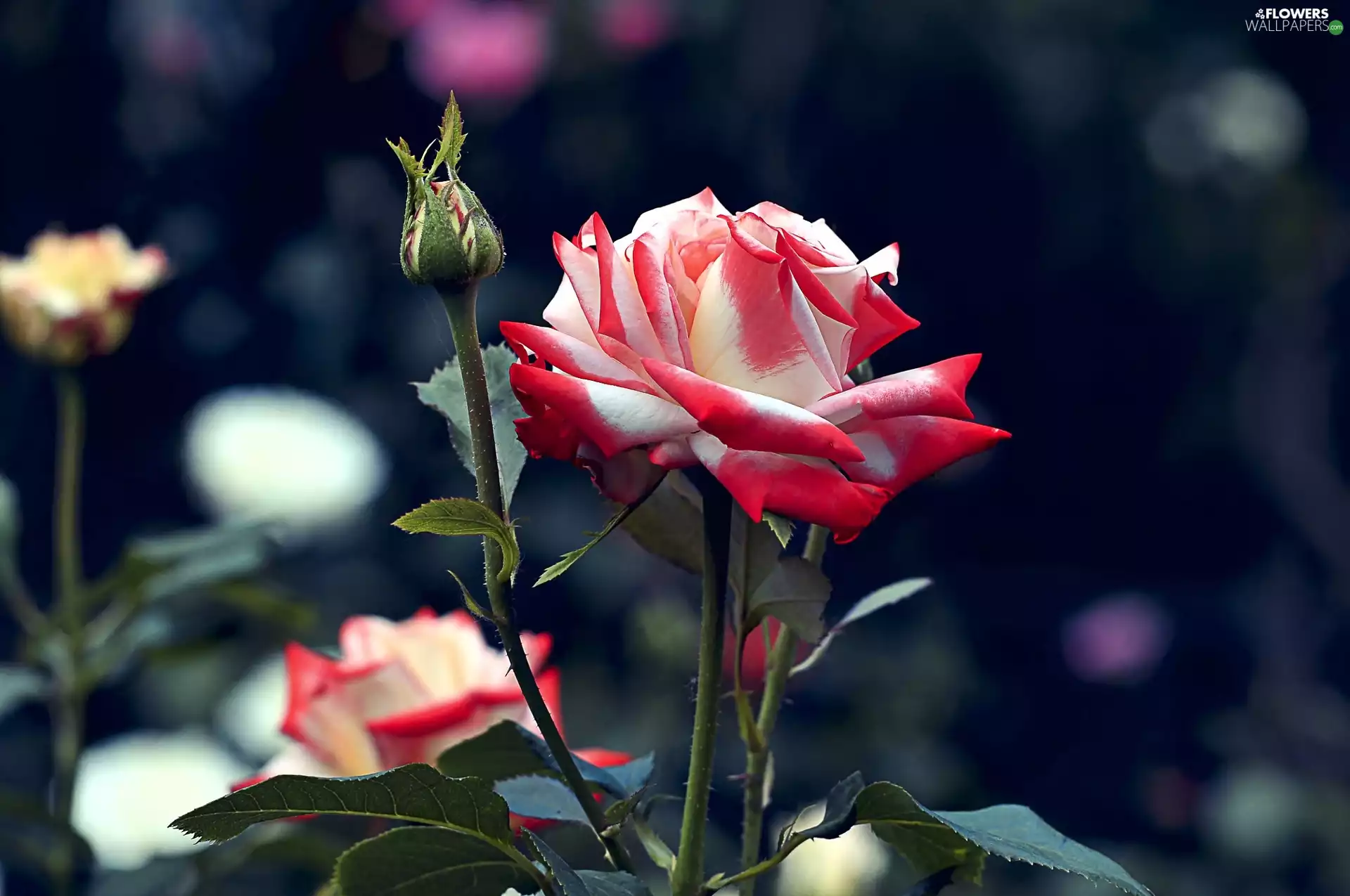 donuts, Garden, red hot, rose, white