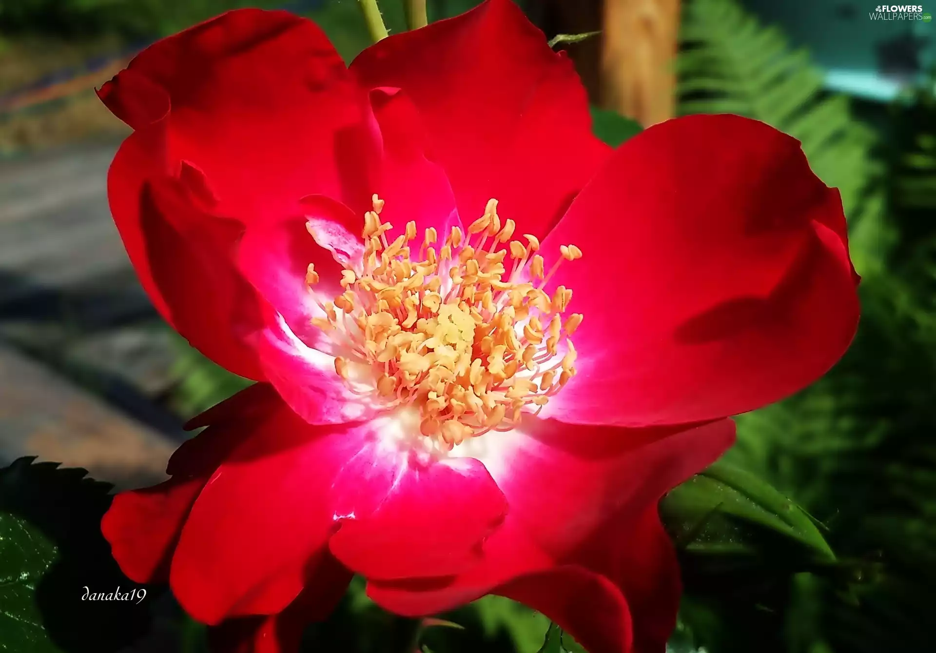 red hot, White, Centre, rose