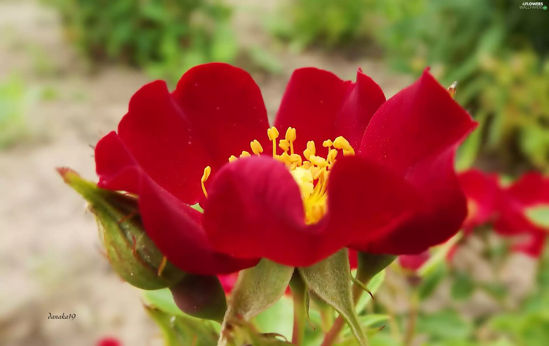 red hot, Yellow, rods, rose