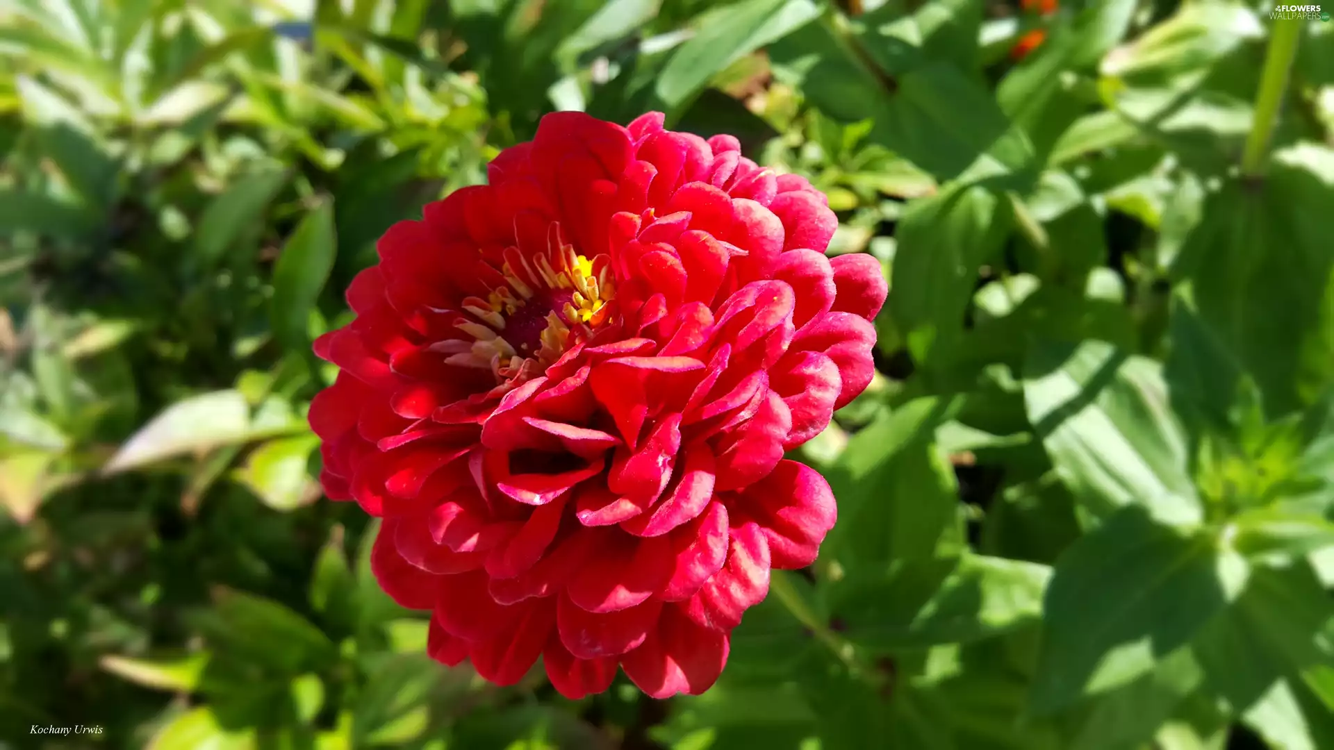 zinnia, Beauty, red hot