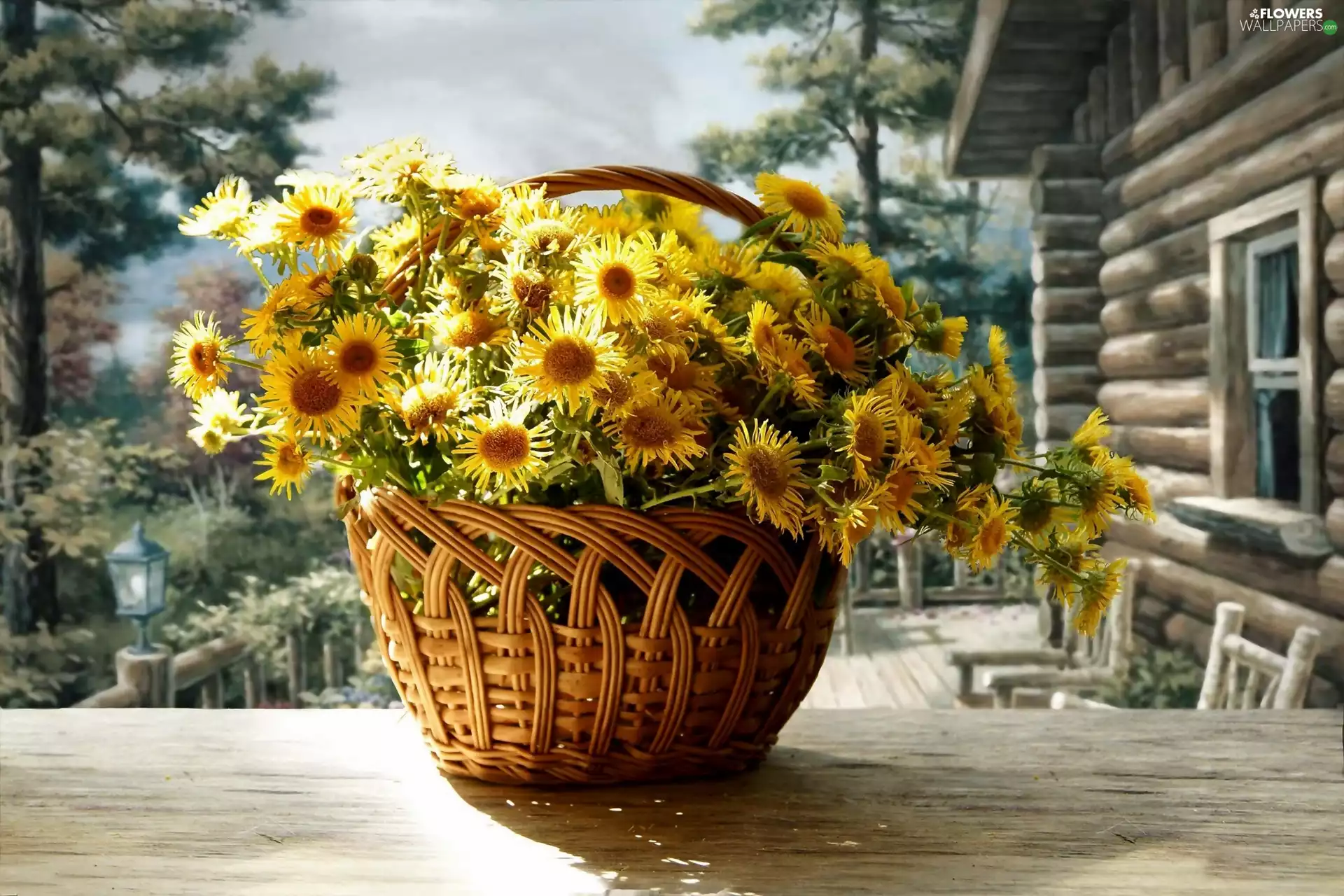 house, Chrysanthemums, basket