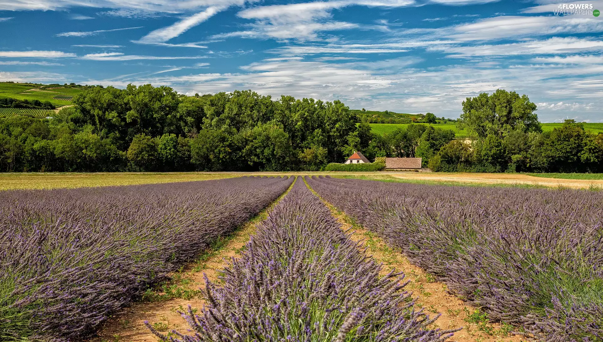 viewes, house, Field, trees, lavender
