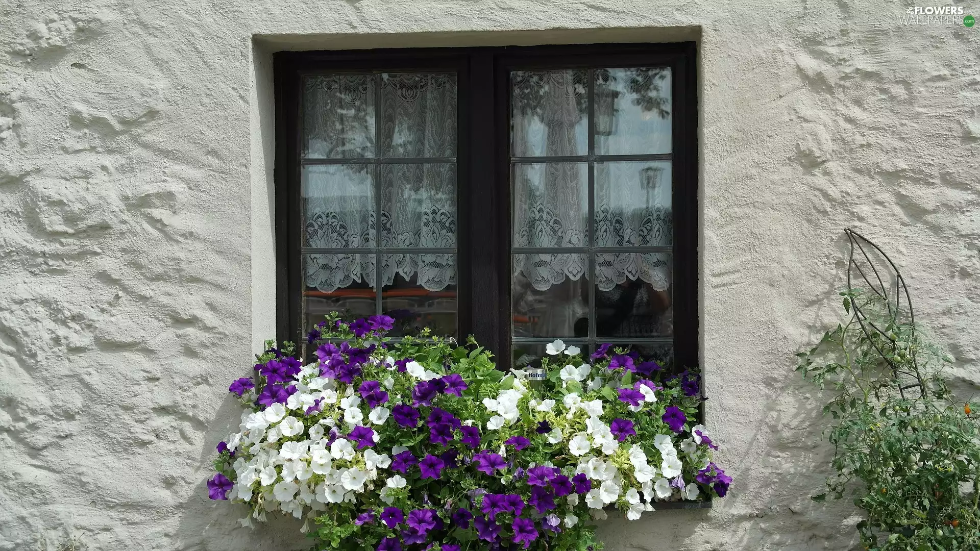 petunias, Window, front, house, parapet, Flowers