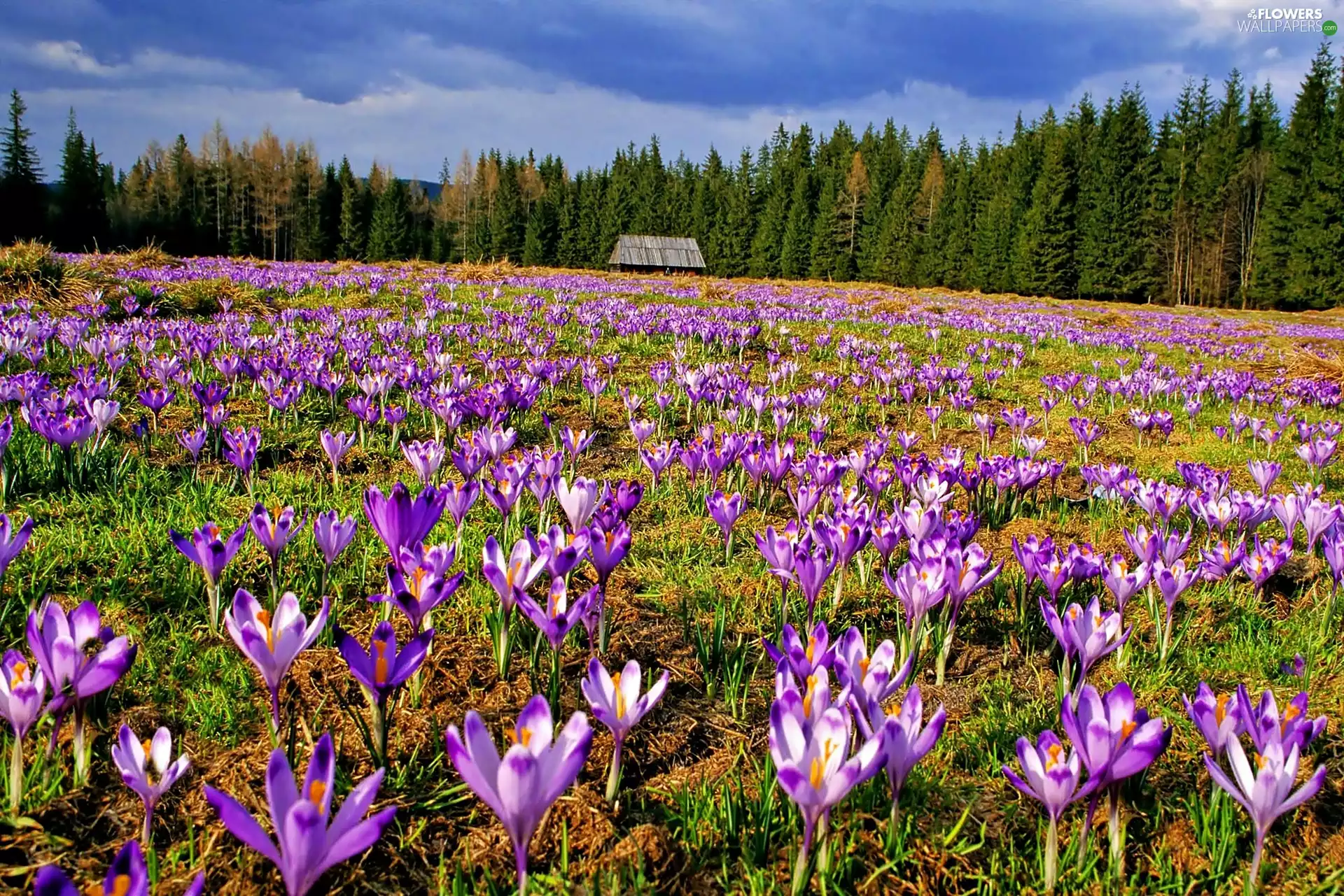 forest, Meadow, crocuses, house
