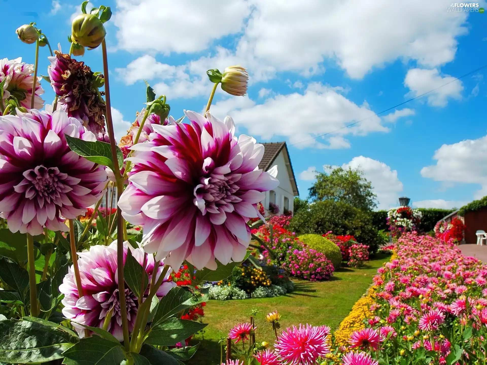 Garden, clouds, dahlias, house