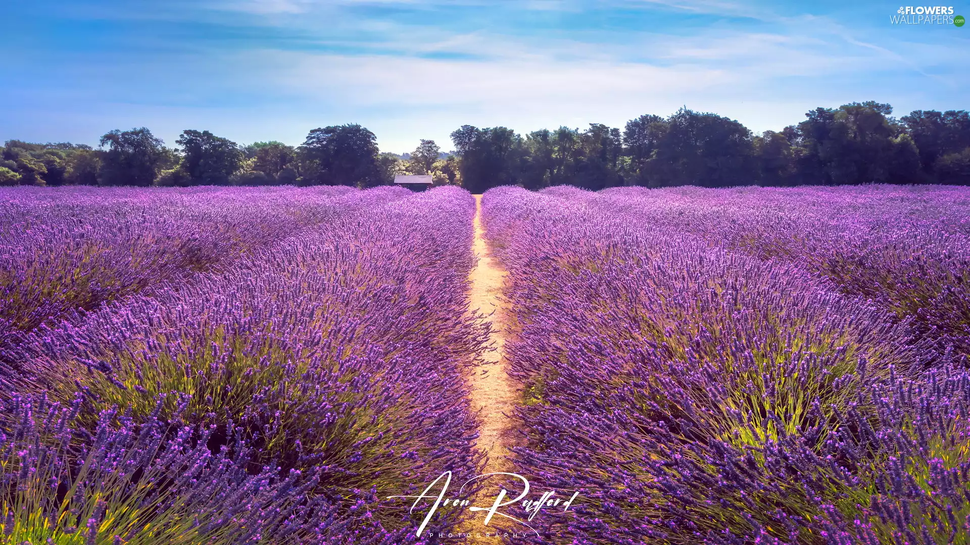 Path, Field, viewes, house, trees, lavender