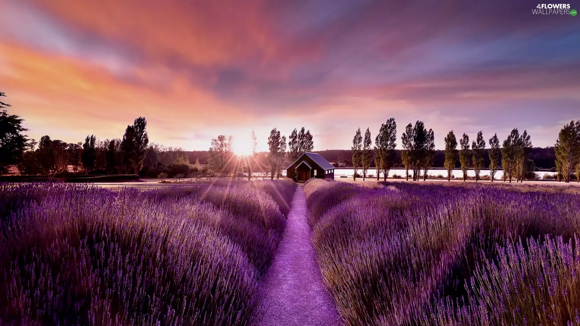 house, lavender, trees, rays of the Sun, Field, Path, viewes