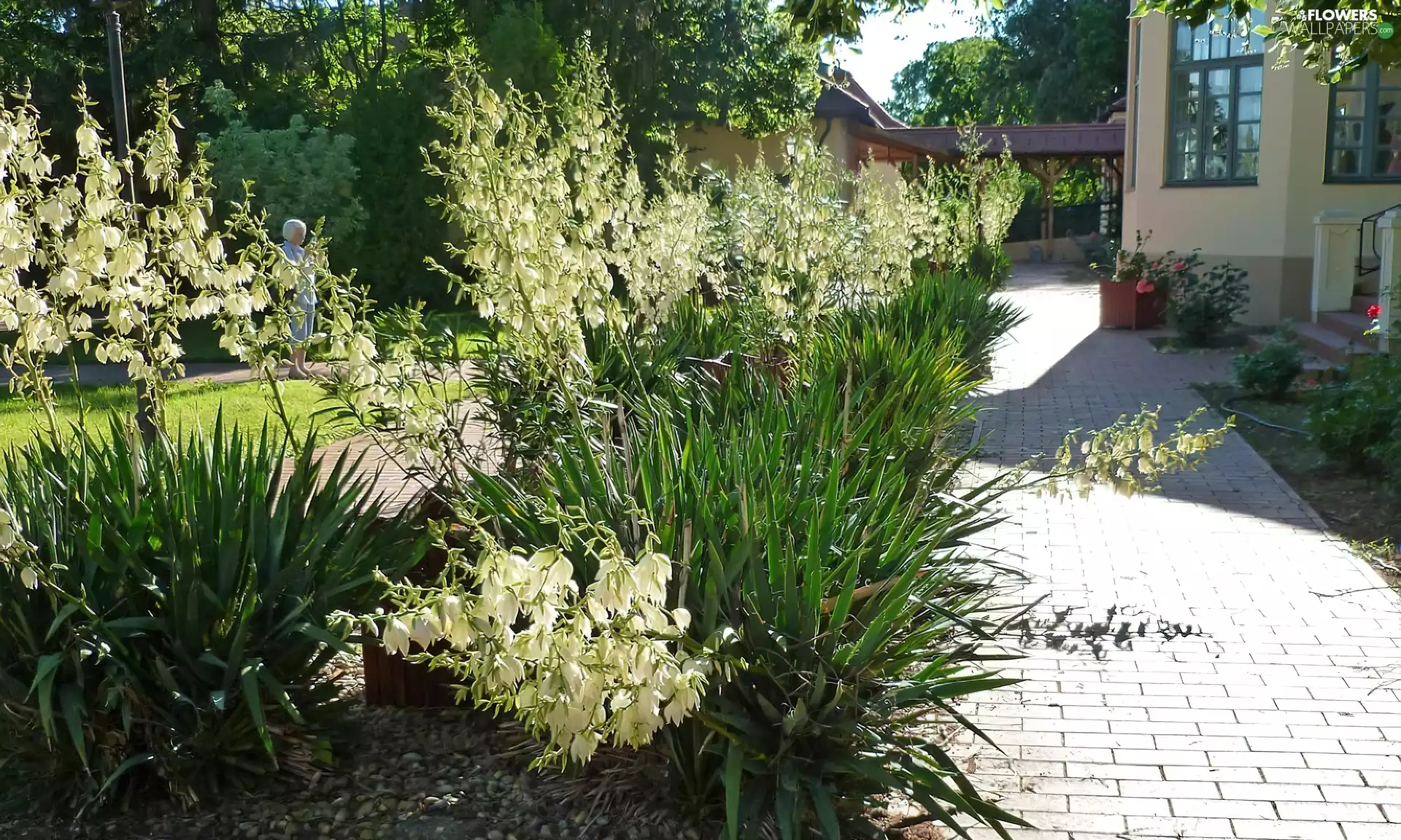 house, Juka, Pavement