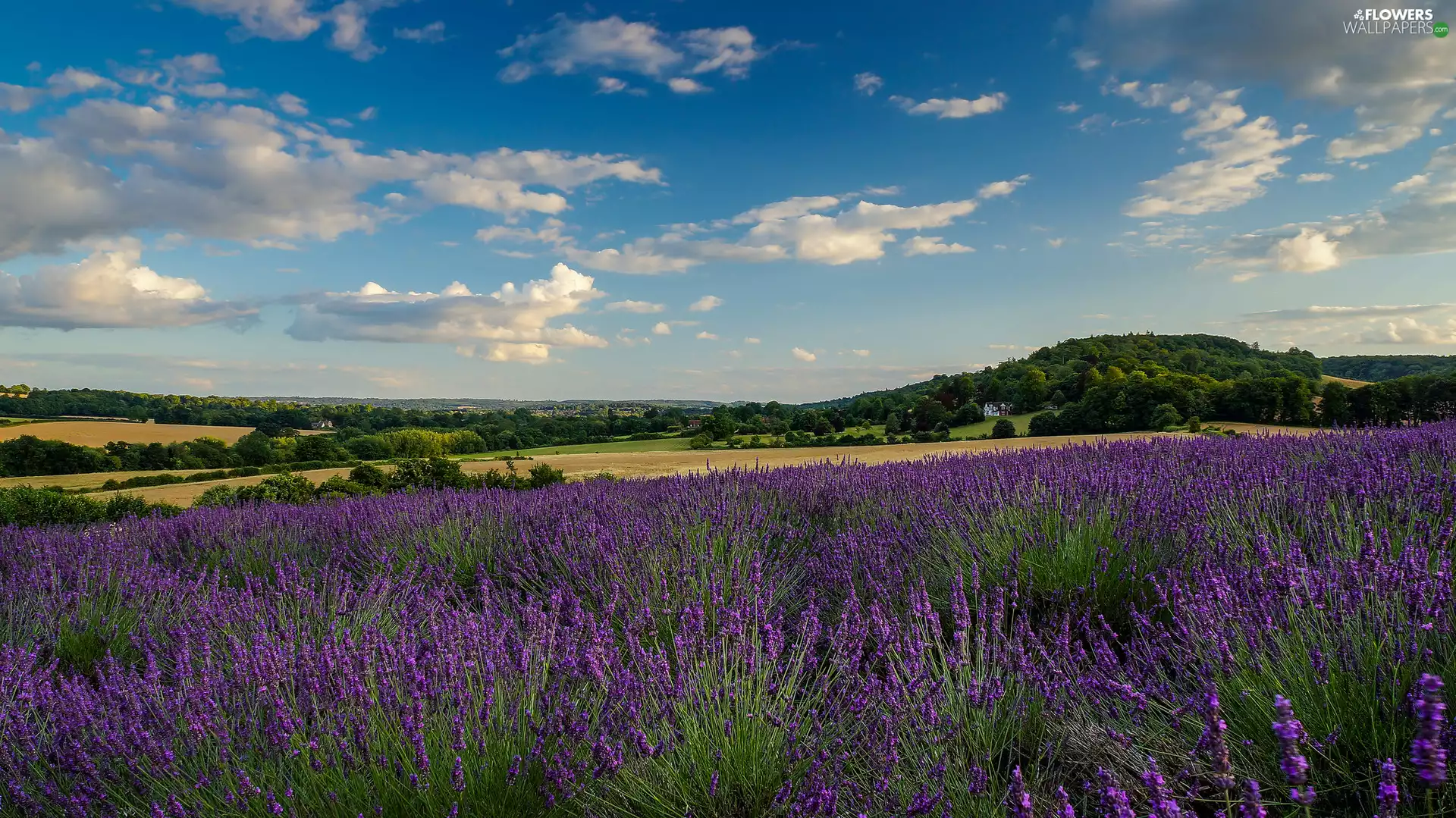 trees, lavender, Sky, house, field, viewes, clouds