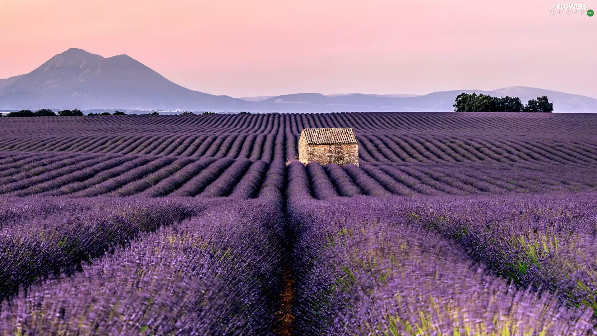 Field, house, The Hills, lavender
