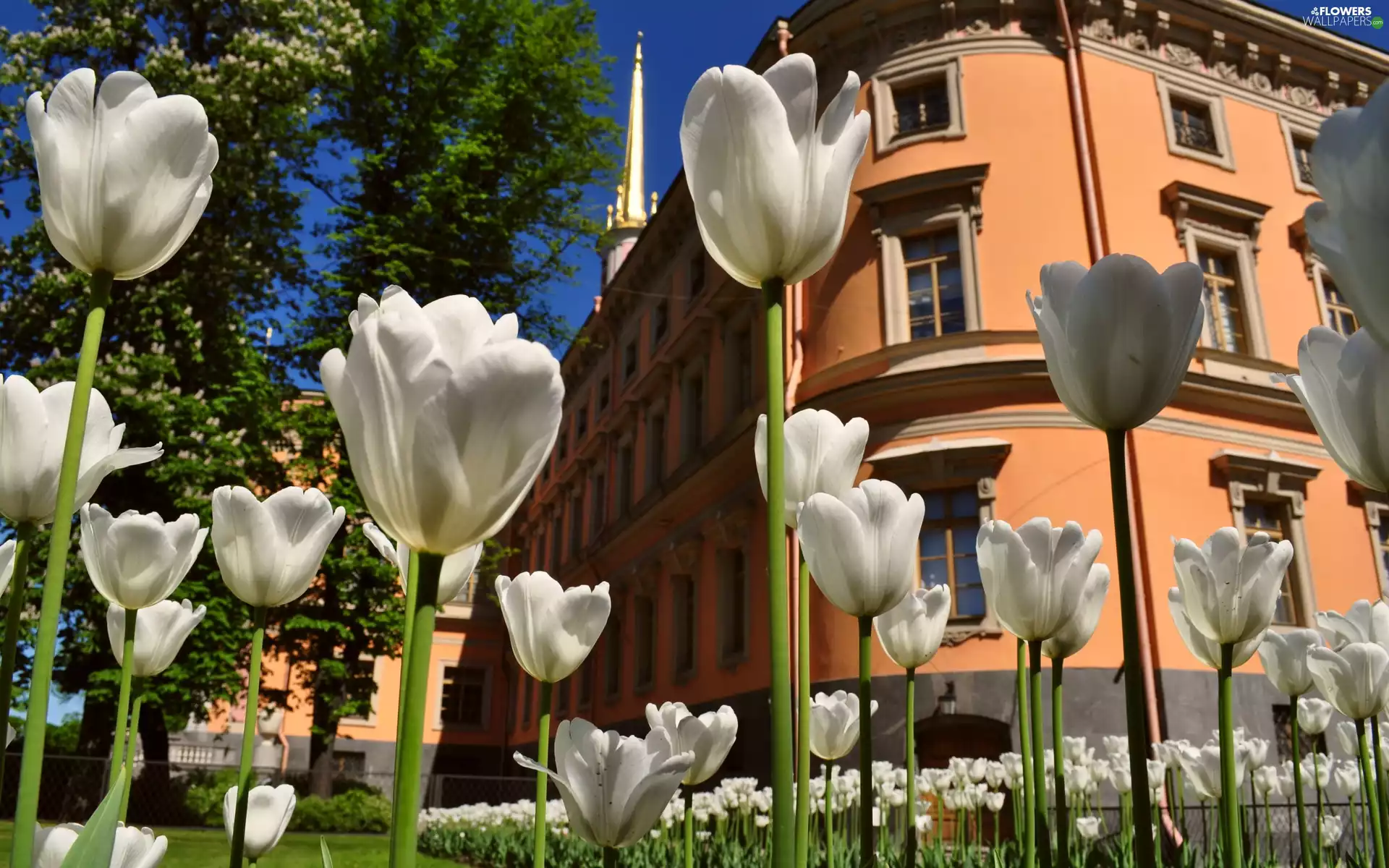 House, White, Tulips