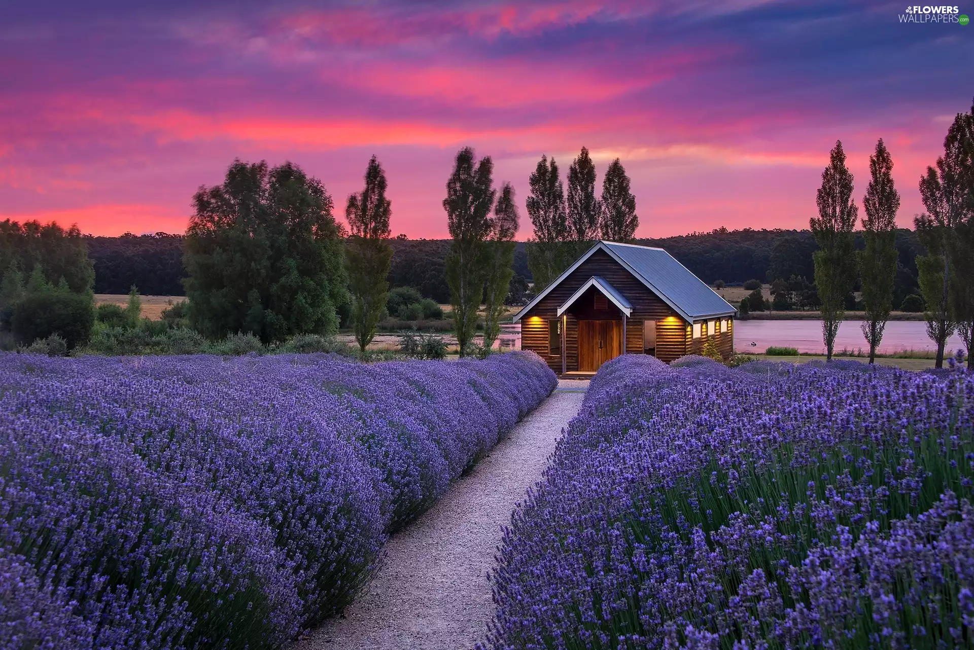 trees, Path, west, house, lavender, viewes, sun