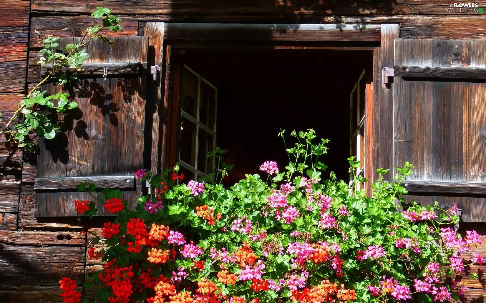 wooden, Window, geraniums, house